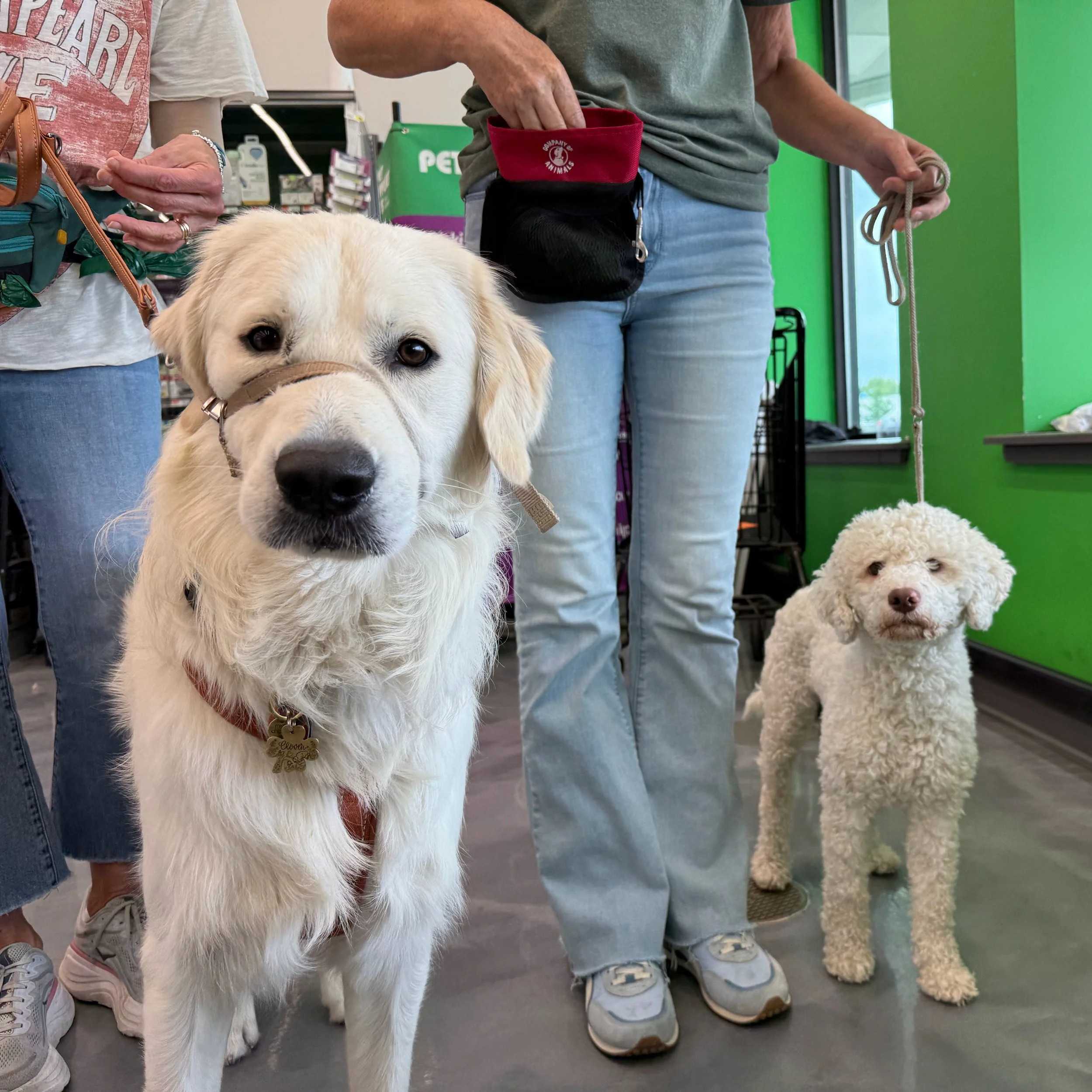 Introducing Two Dogs: How to Set Them Up for Success