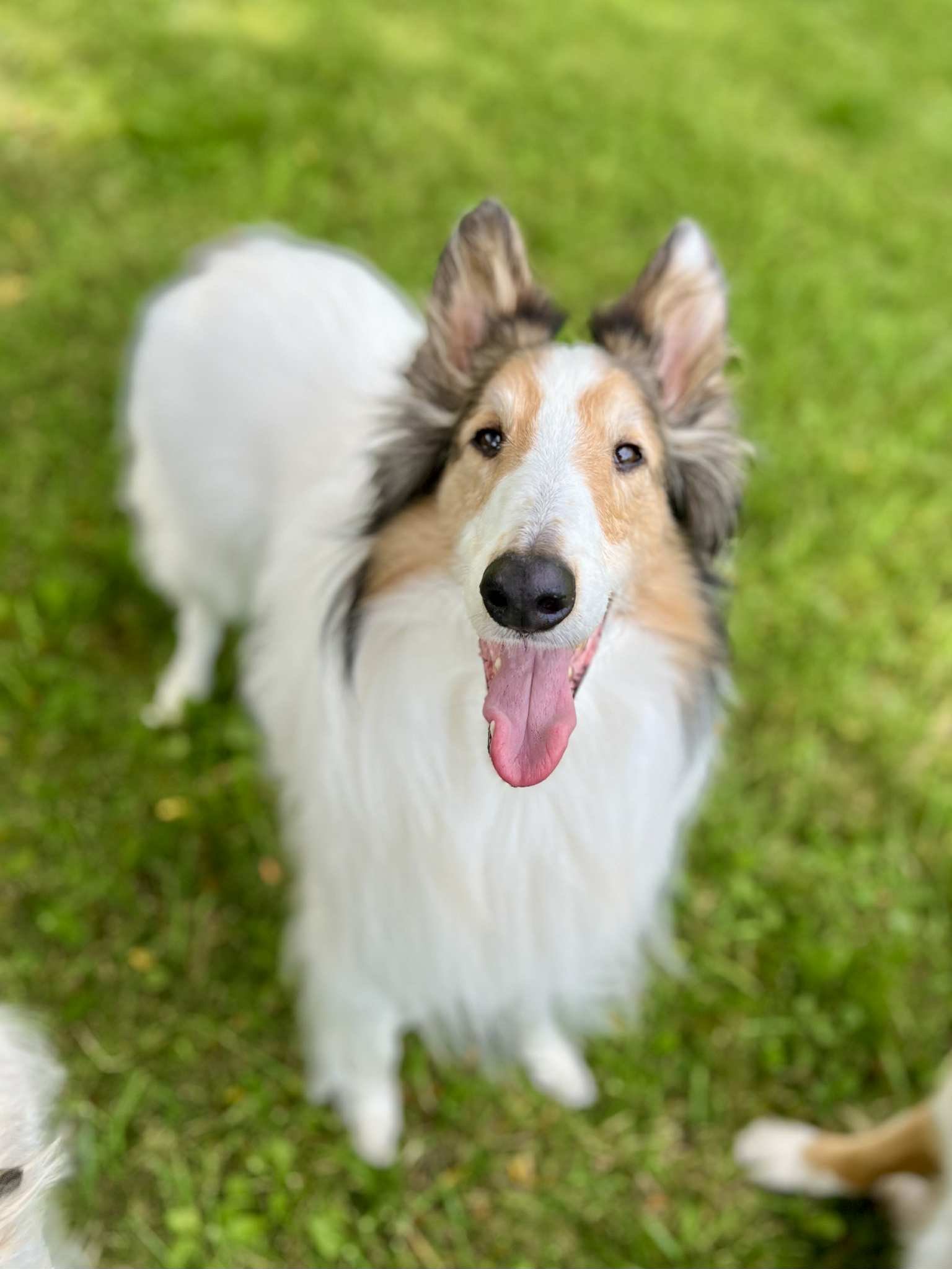 Teen/Adult Dog Class