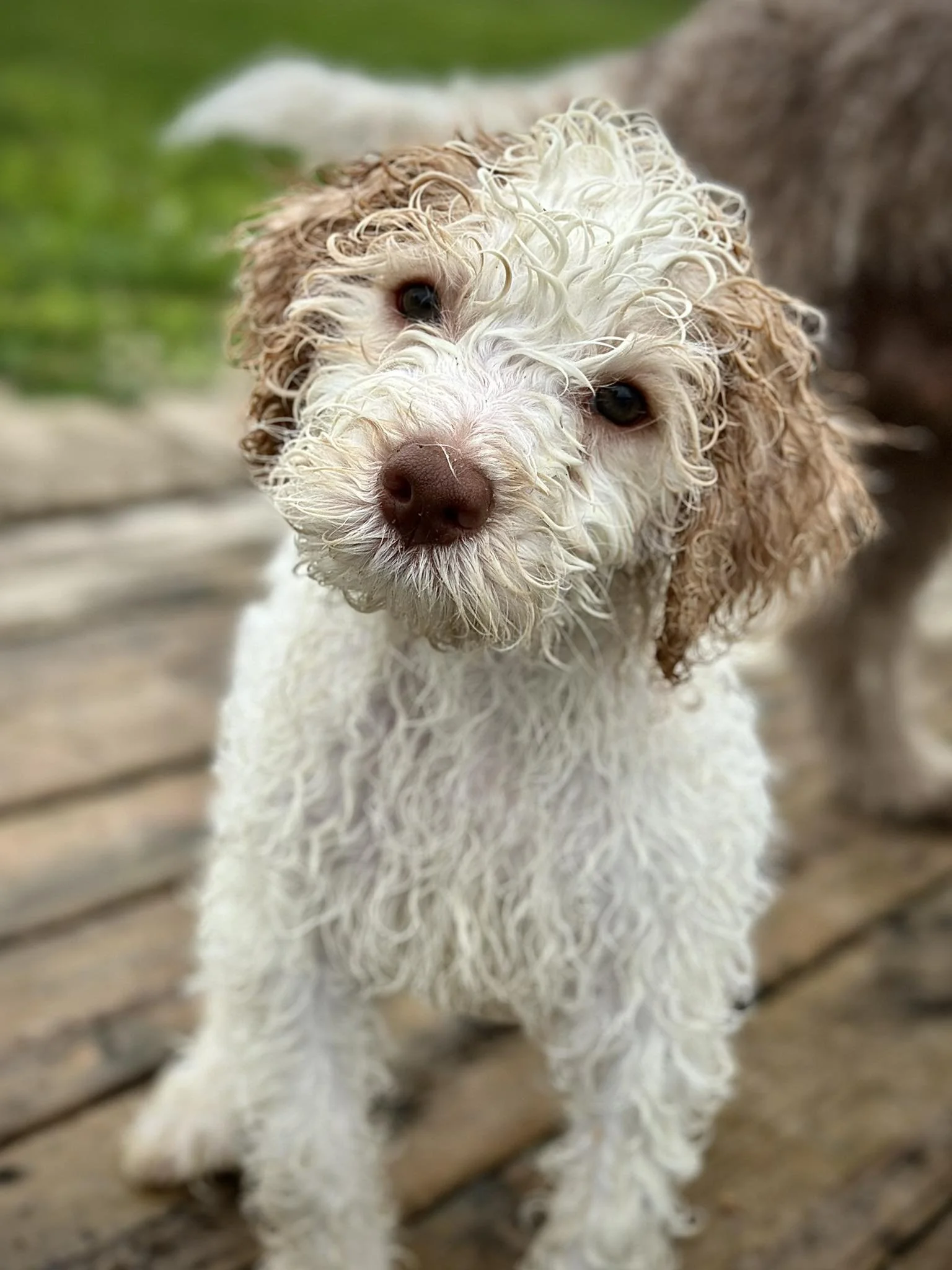 Online Dog Training Personalized Video Coaching