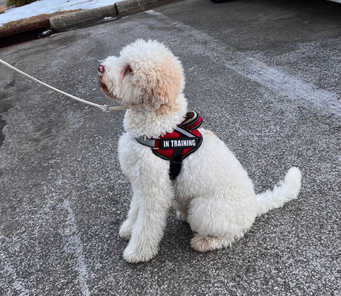 Moon Dog Training Therapy Dog Class.jpg