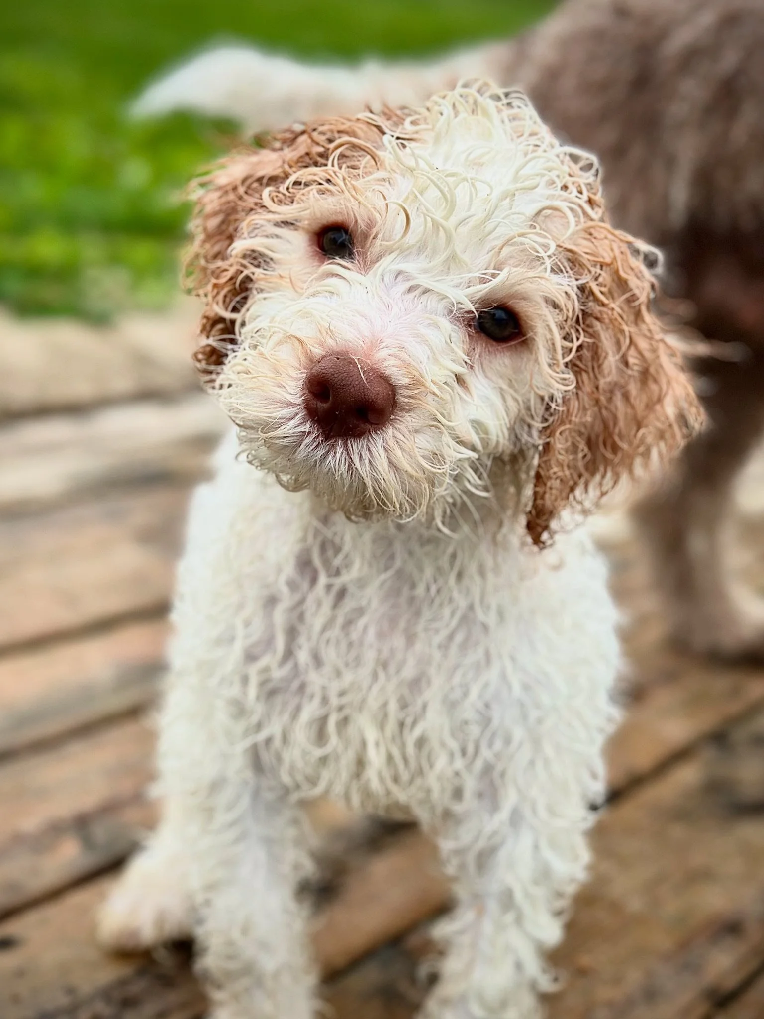 Moon Dog Training Puppy Class.jpg
