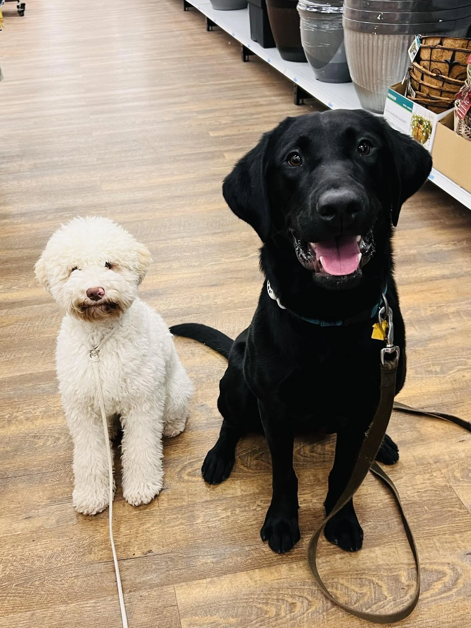 Canine Good Citizen Urban Class