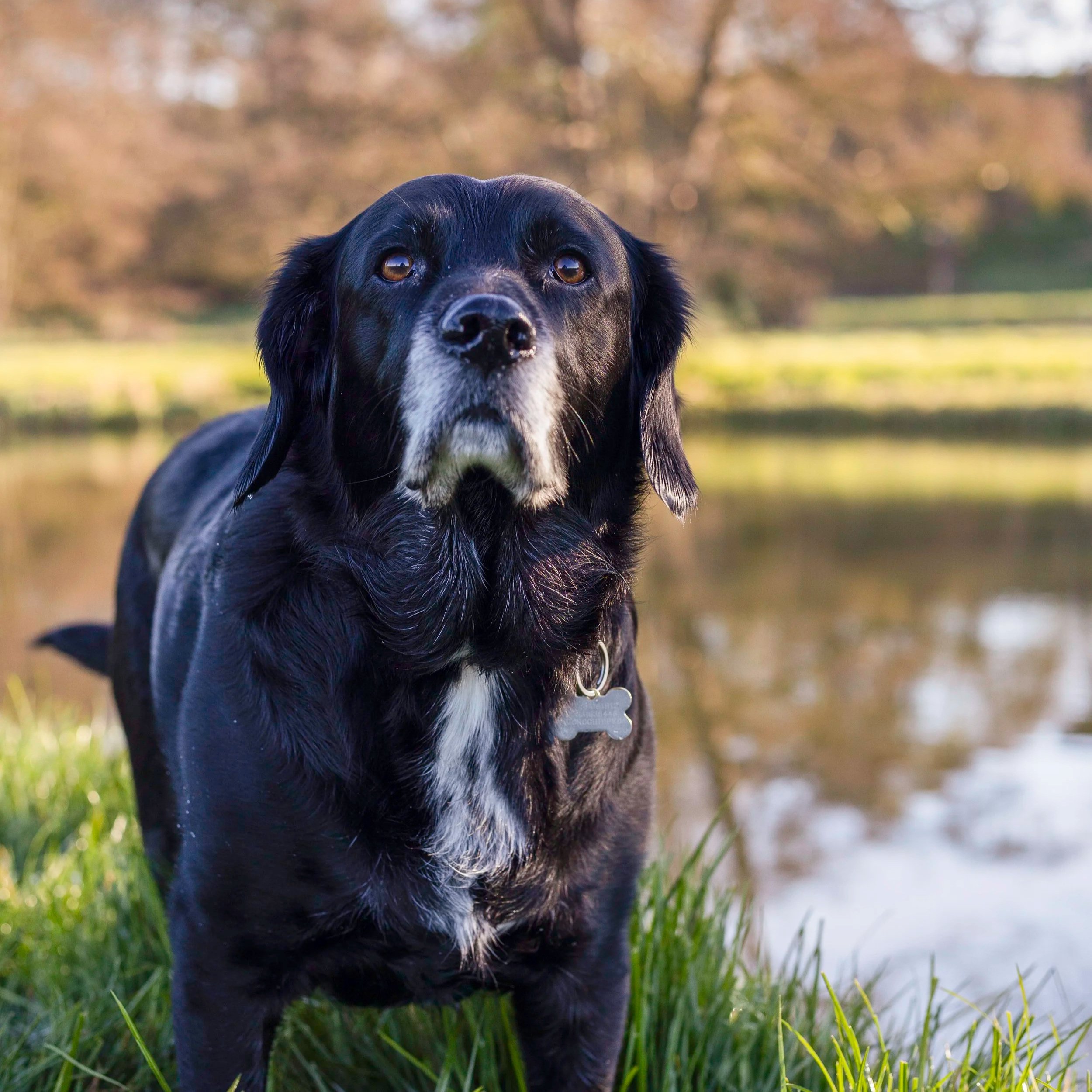 Close-up of a black and white dog with long ears, standing outdoors on grass with blurred trees in the background.