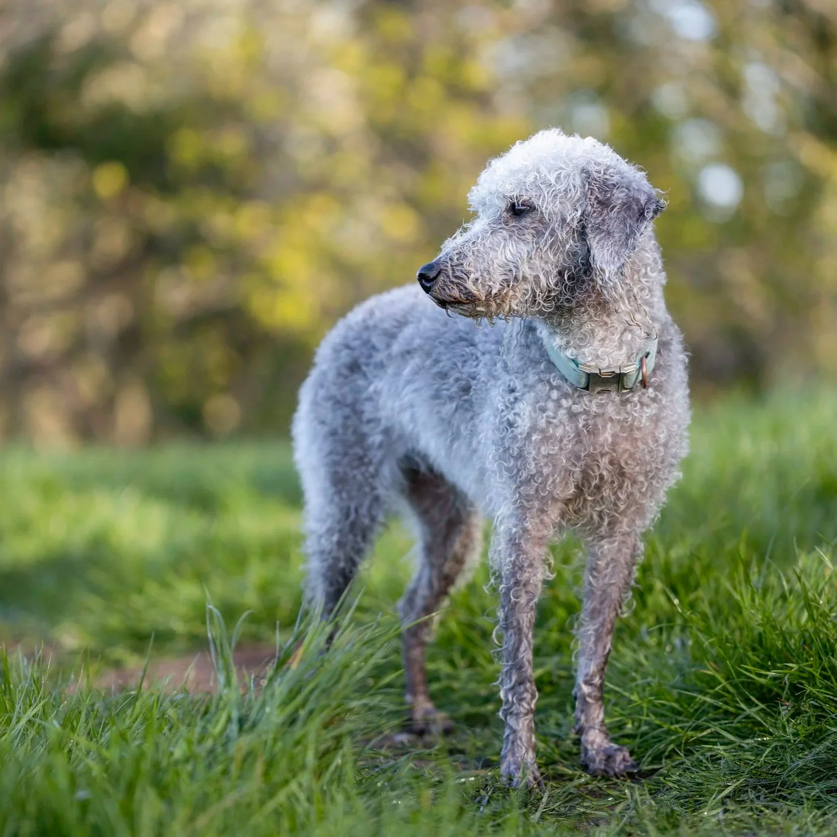 A Bedlington Terrier standing on grass in a park with a blurred background of trees.