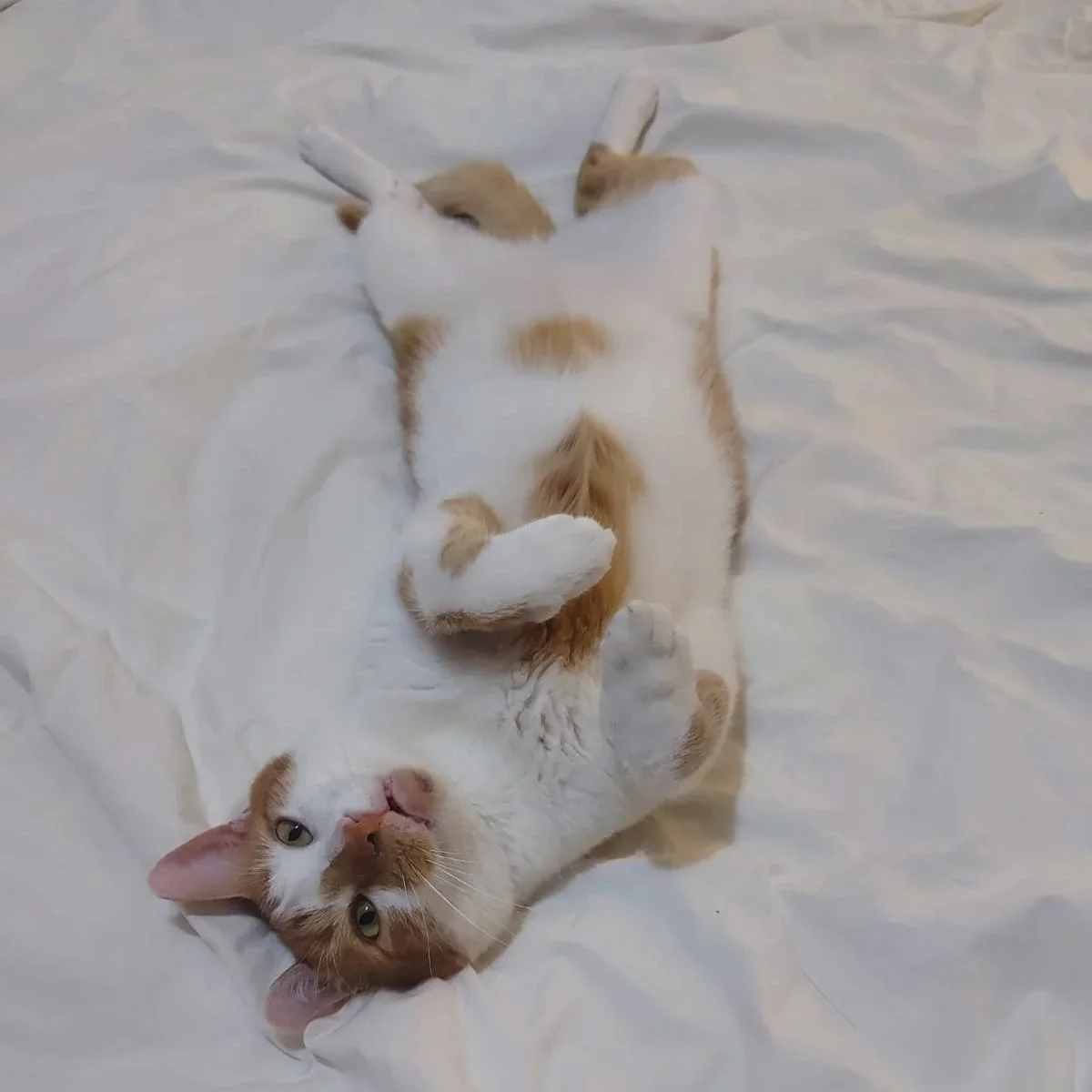 A ginger and white cat lying on a bed on it's back