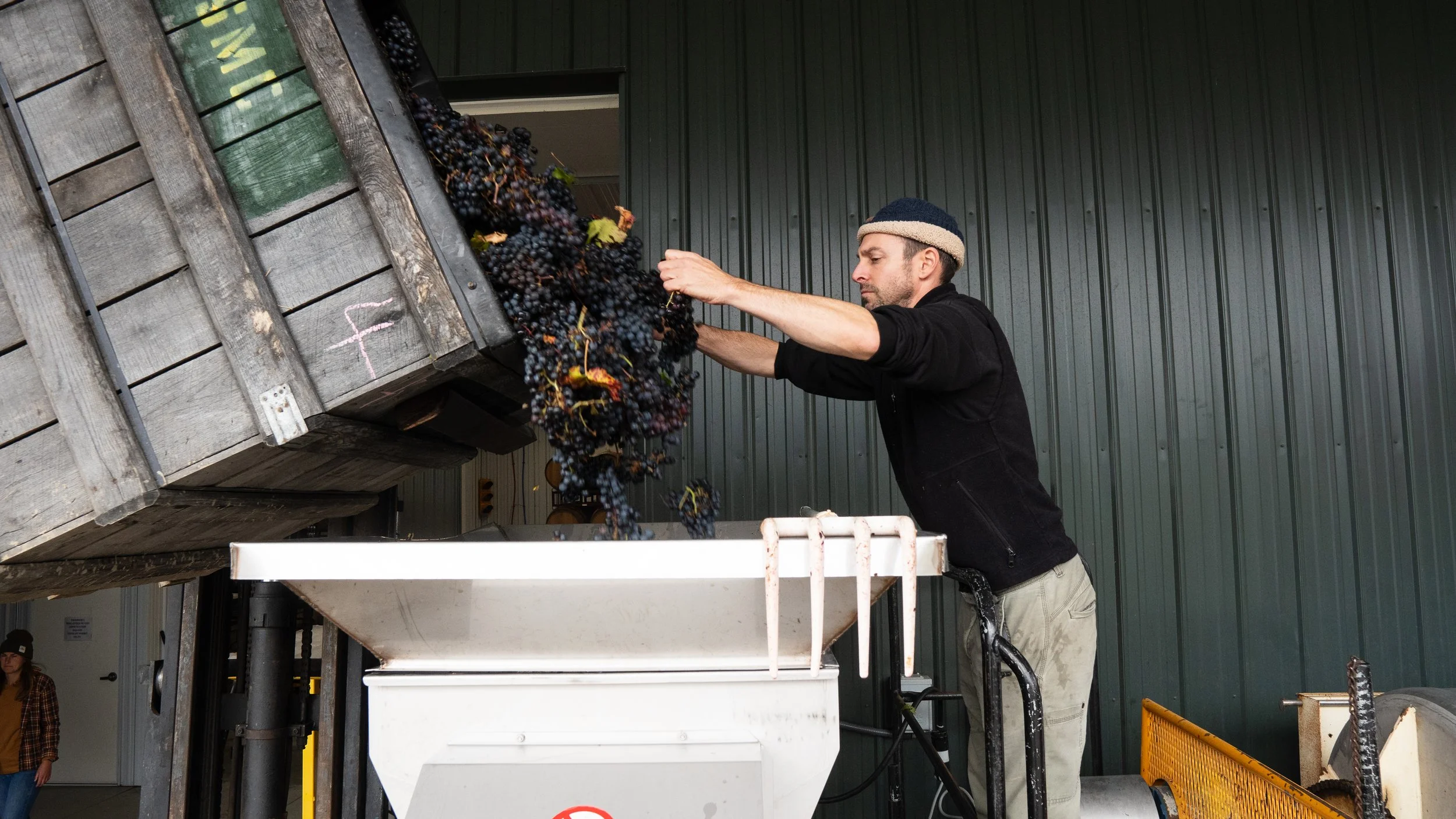 A man in a black jacket and beige pants harvests dark purple grapes from a raised wooden platform into a white container during grape harvest.