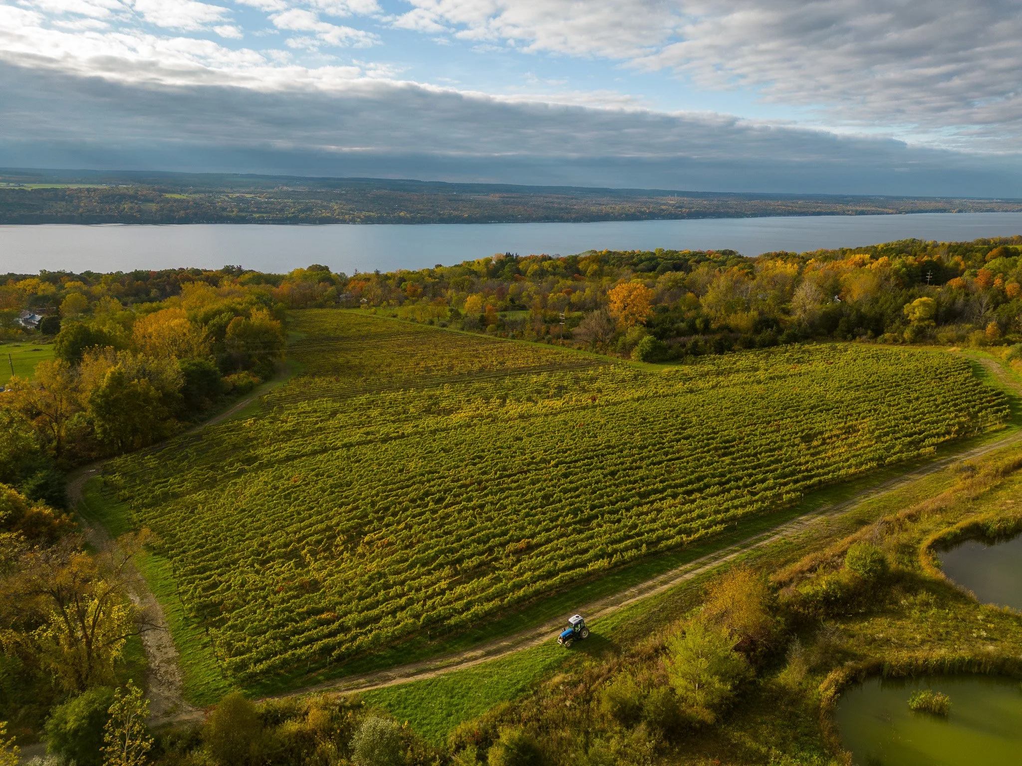 An aerial view of a vineyard near a body of water surrounded by fall foliage and a tractor on a dirt path.