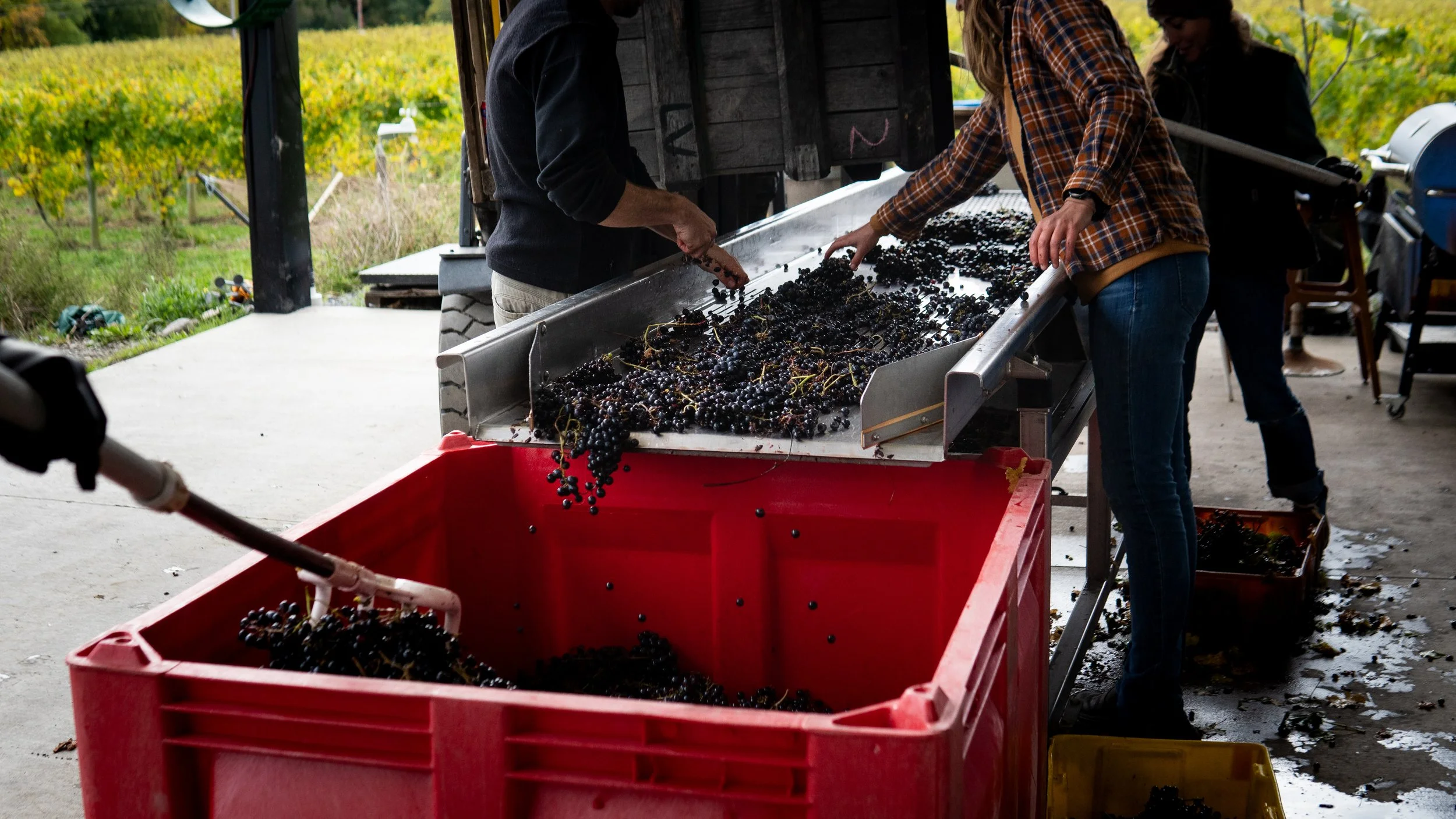 People harvesting grapes on a conveyor in a vineyard.
