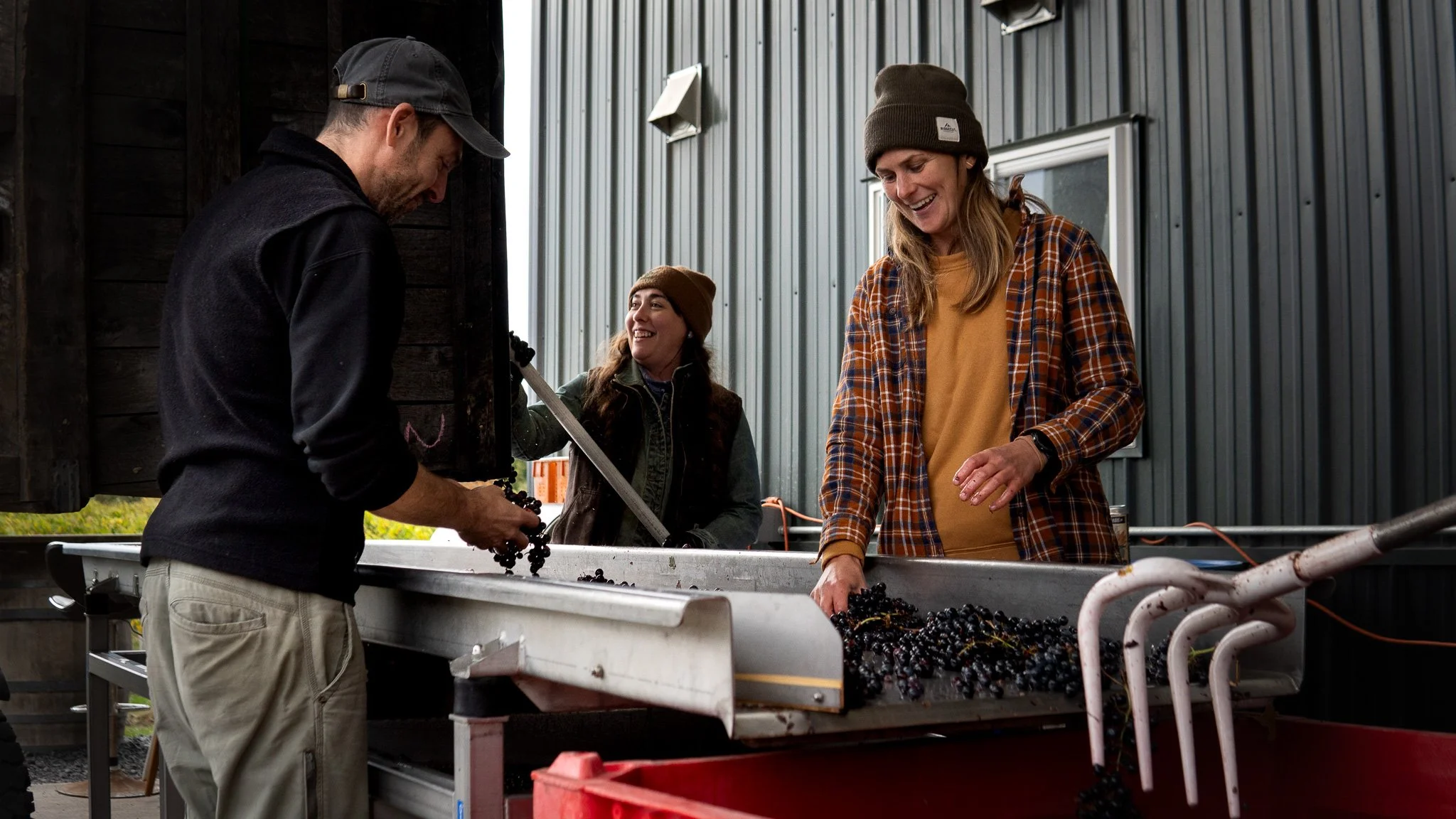 Three people harvesting or inspecting grapes at a winery or vineyard, standing around a conveyor belt with grapes, with a dark-colored building in the background.