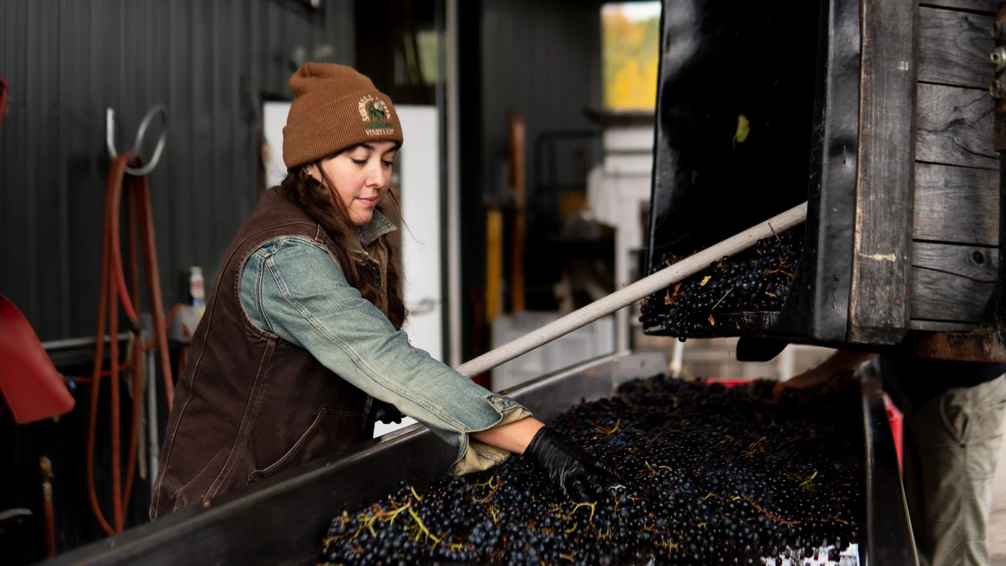 Woman in a brown beanie and a denim vest handling harvested black grapes on a conveyor at a vineyard or winery.