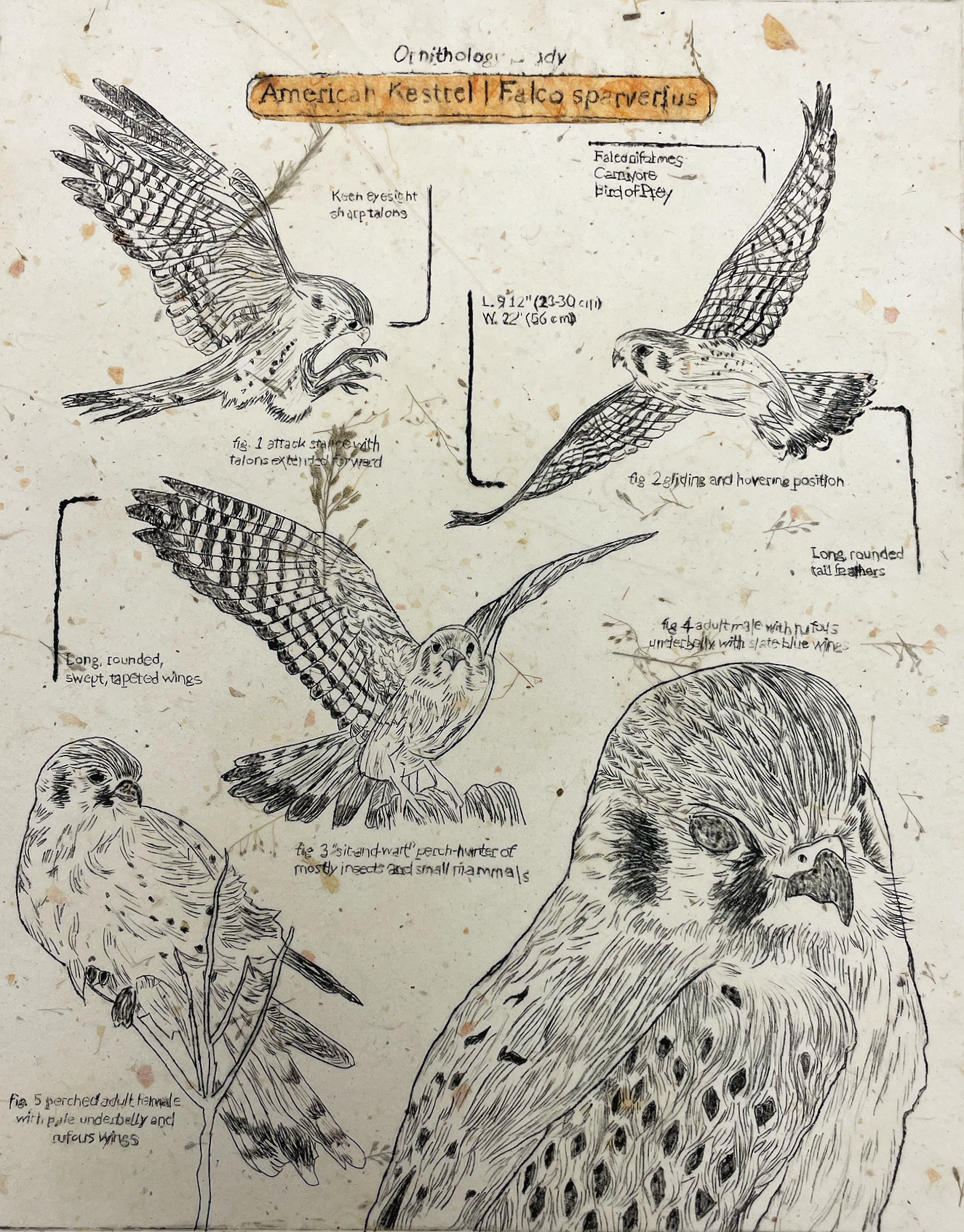 Falco sparverius | Drypoint on Plexiglass, 2025