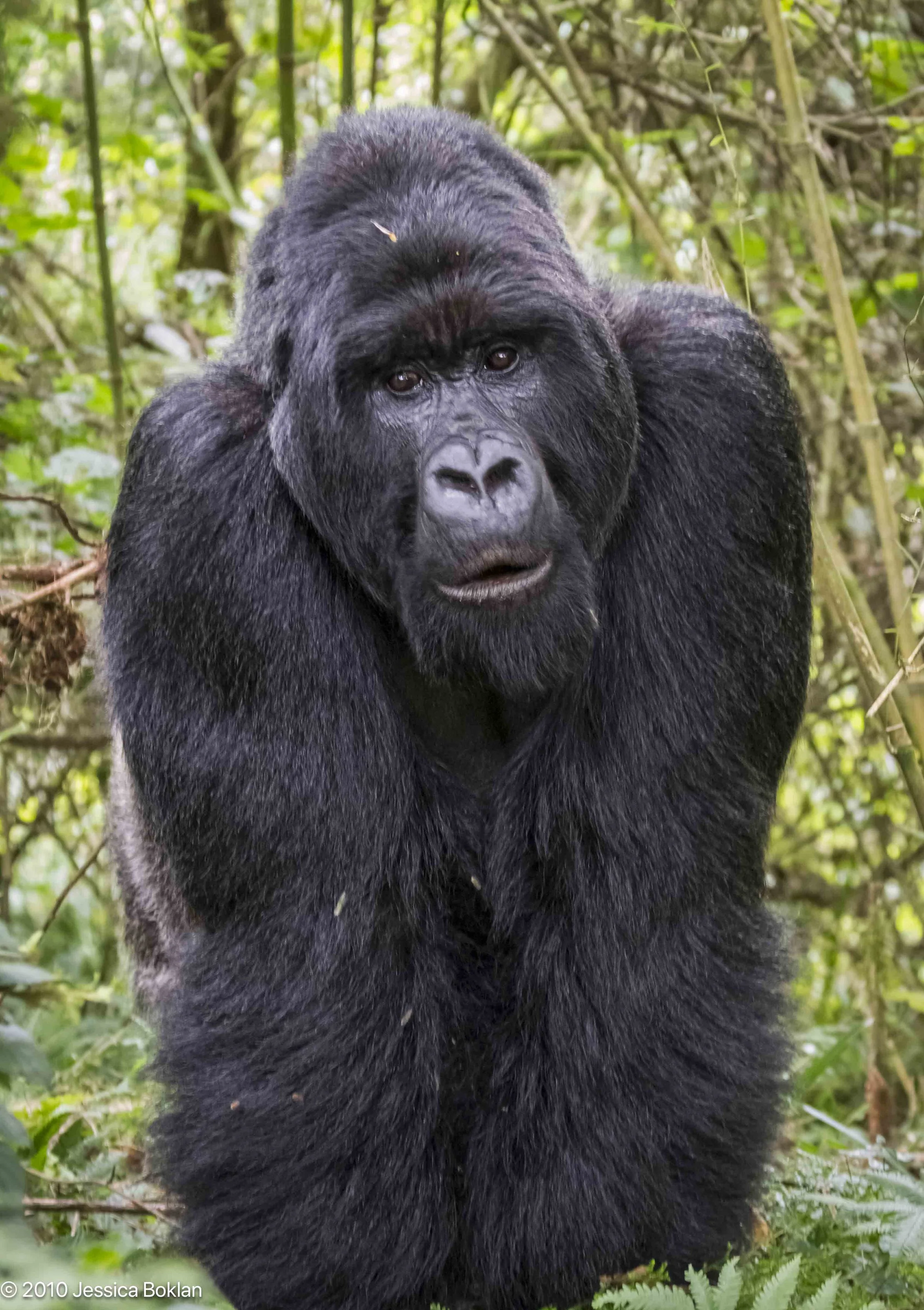Mountain gorilla silverback