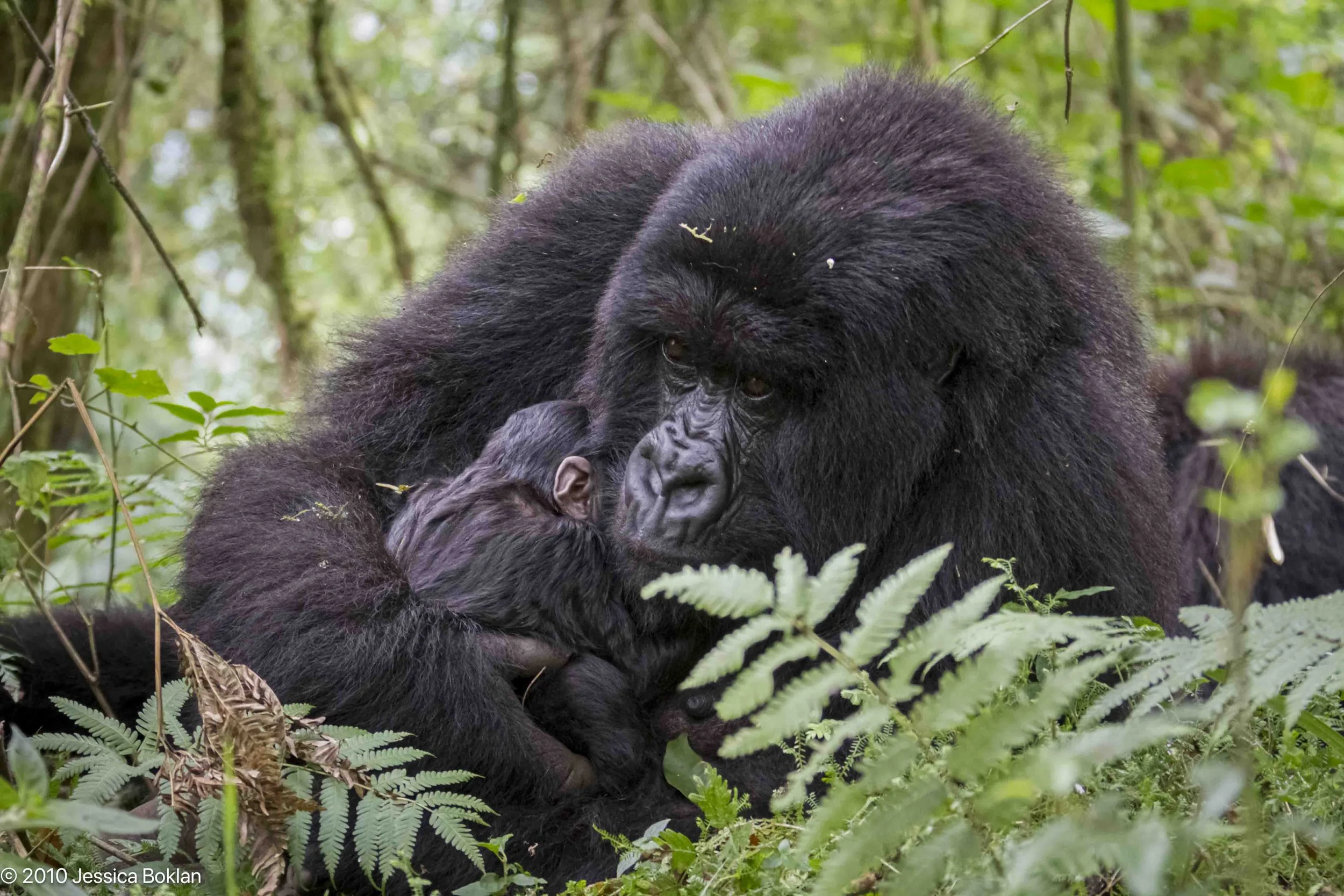 Mountain gorilla mother with newborn