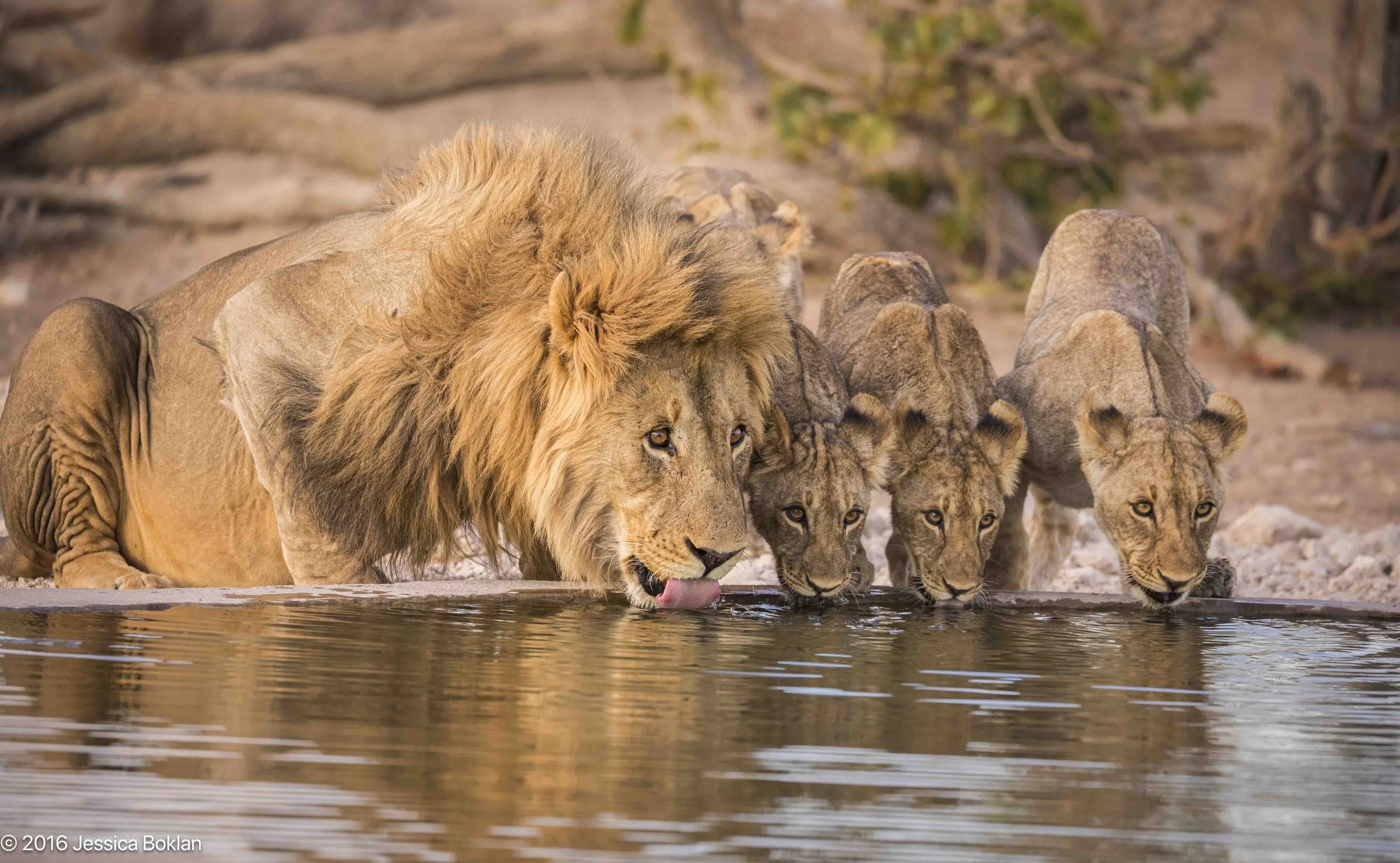 Lion family drinking