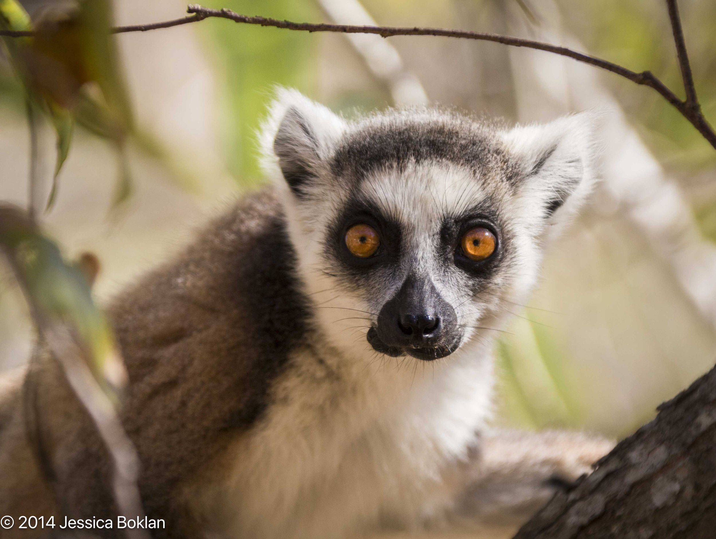 Ring-tailed lemur