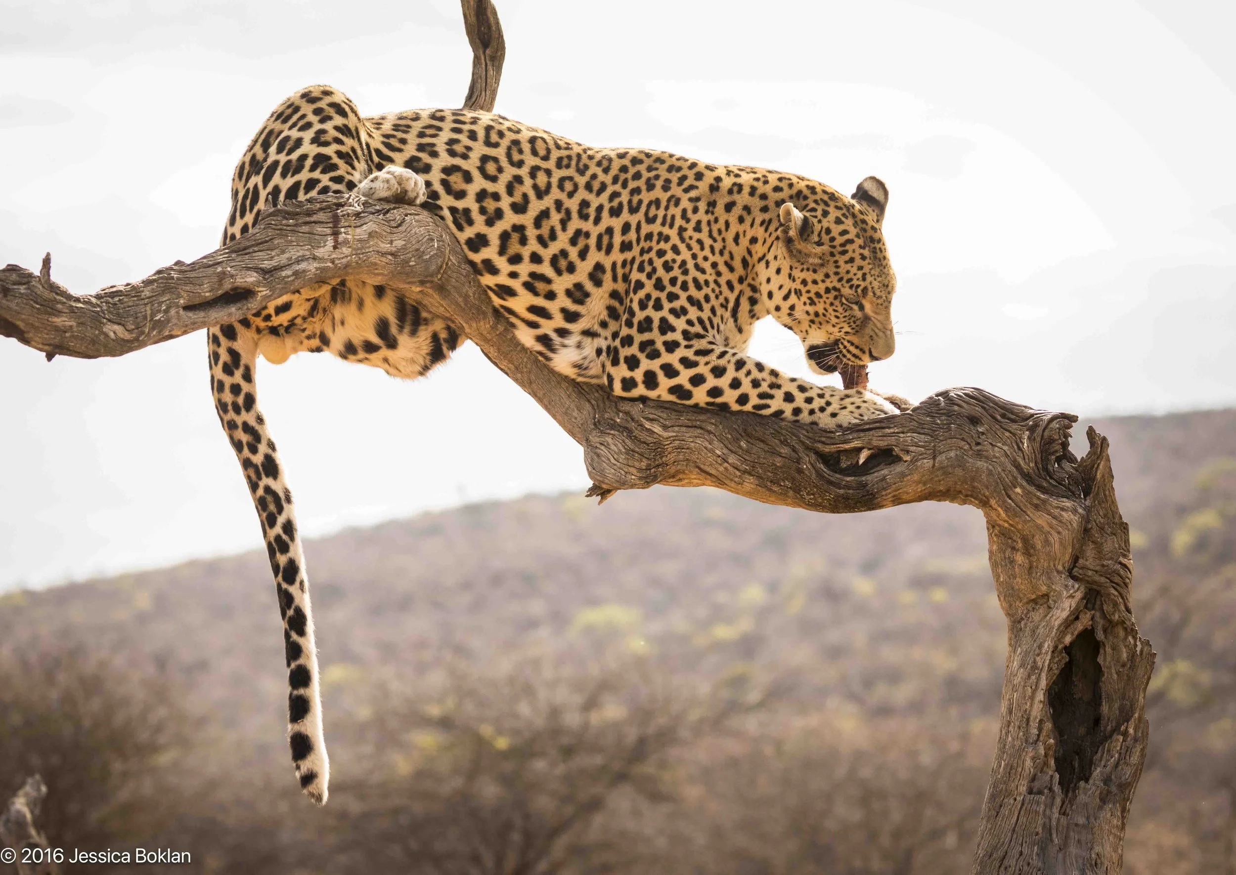 Leopard in tree