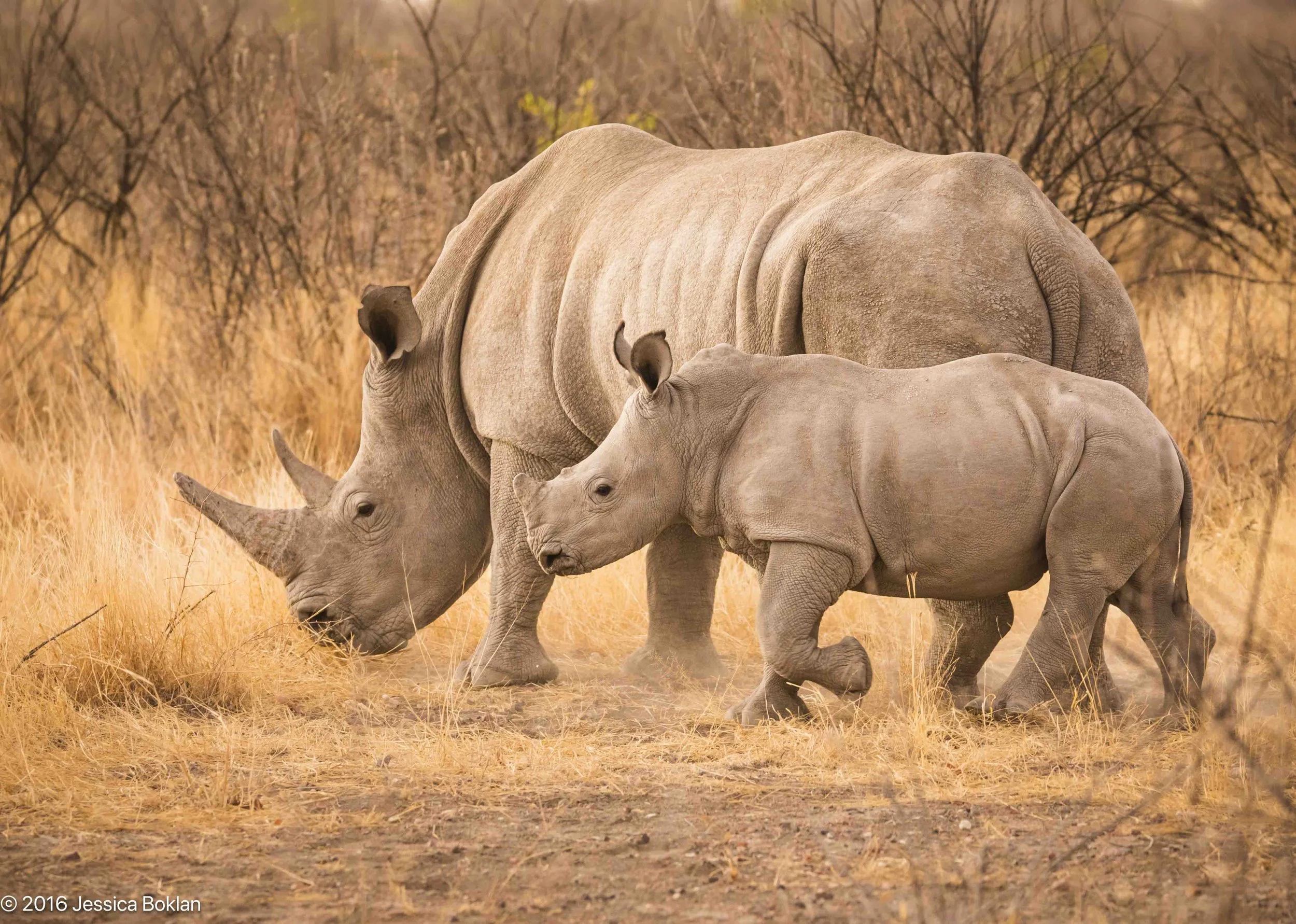 Southern white rhino mother with calf