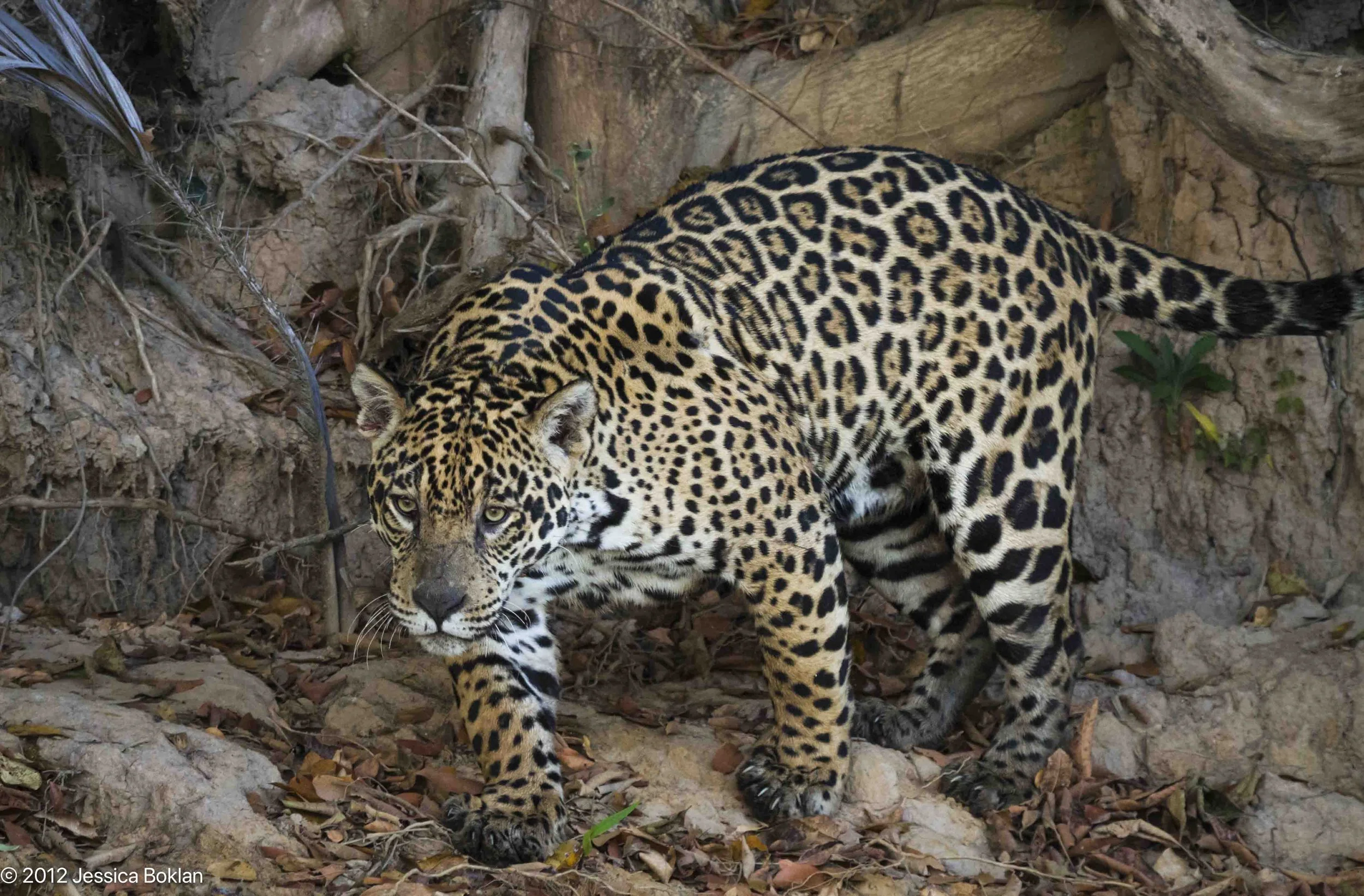 Jaguar