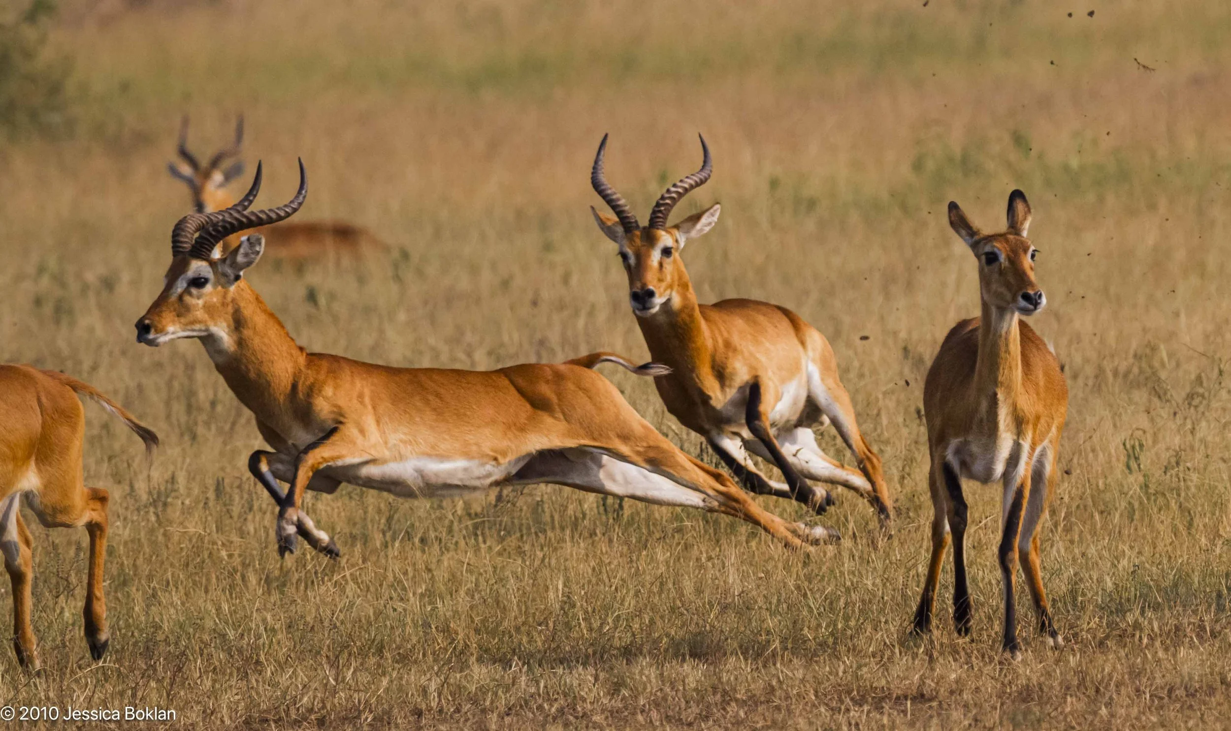 Kobs chasing