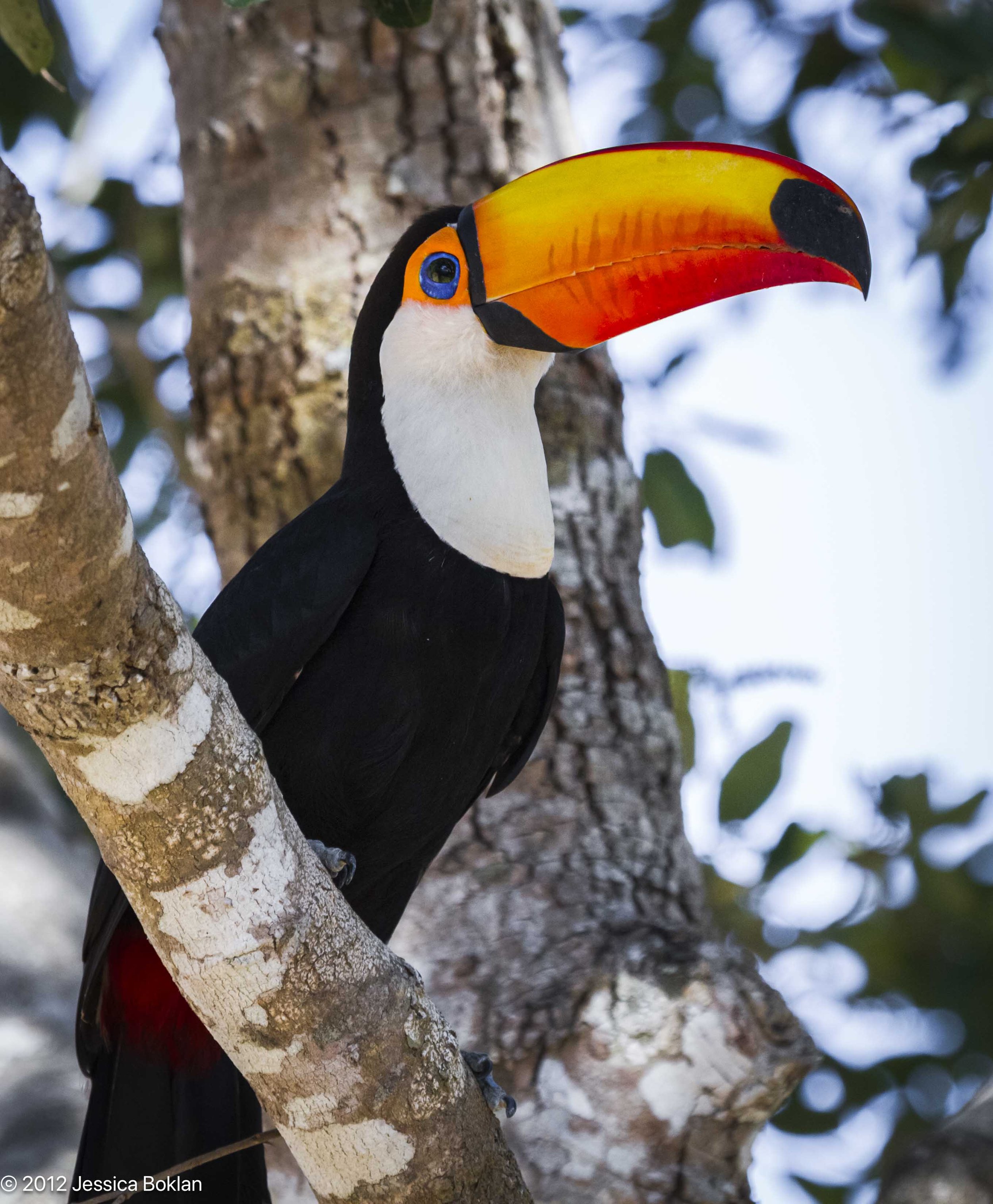 Toco toucan