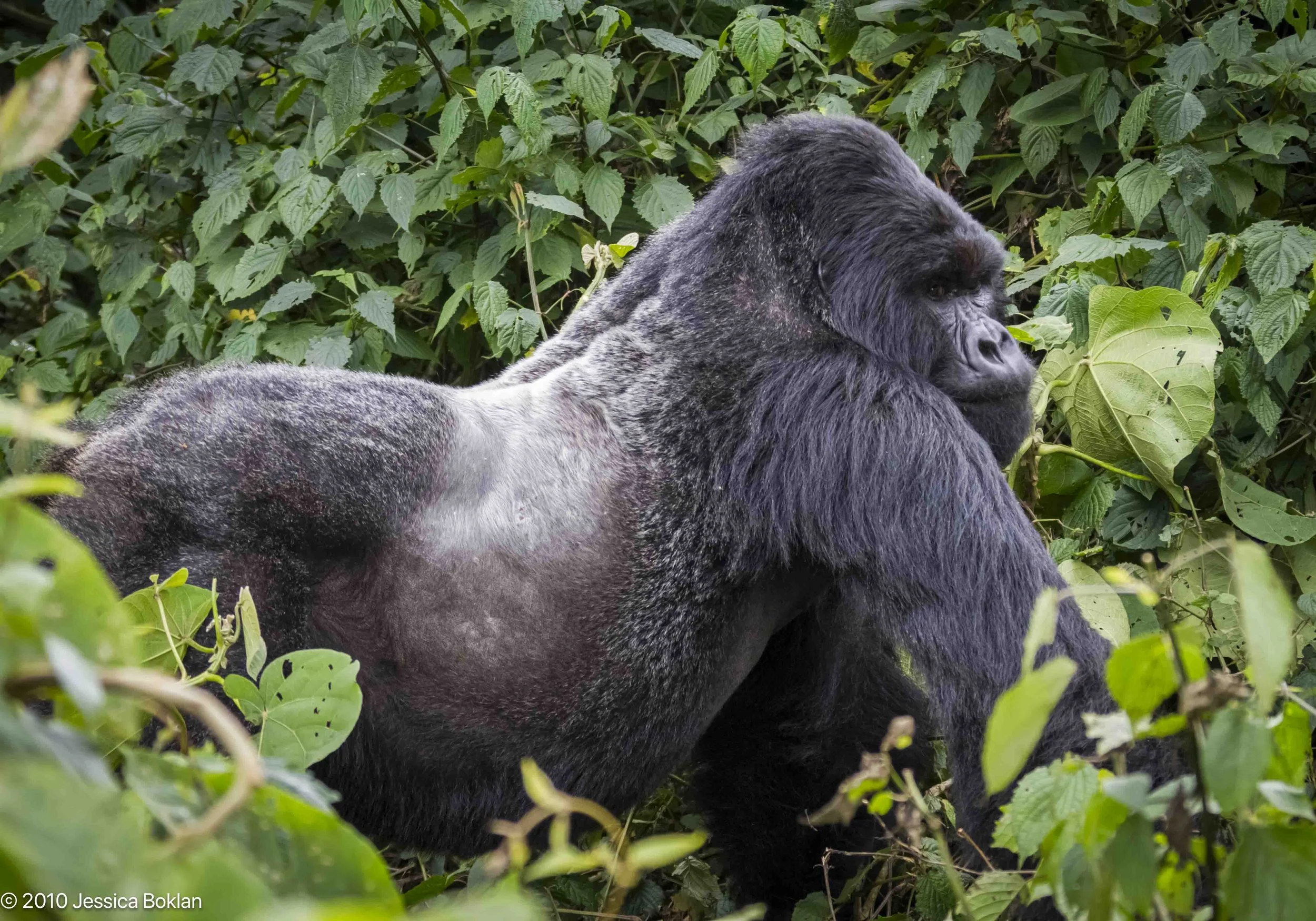 Mountain gorilla silverback