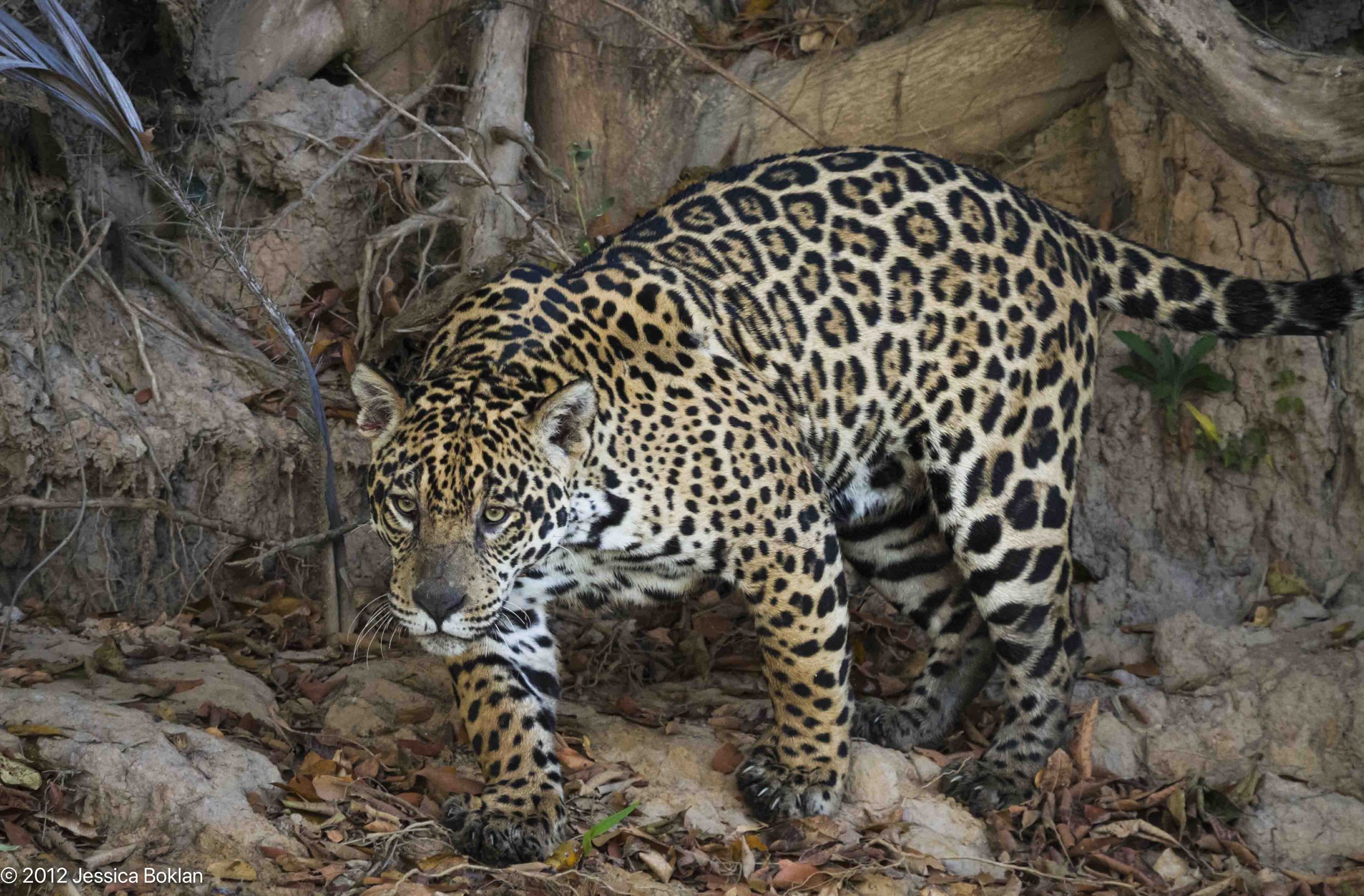 Jaguar