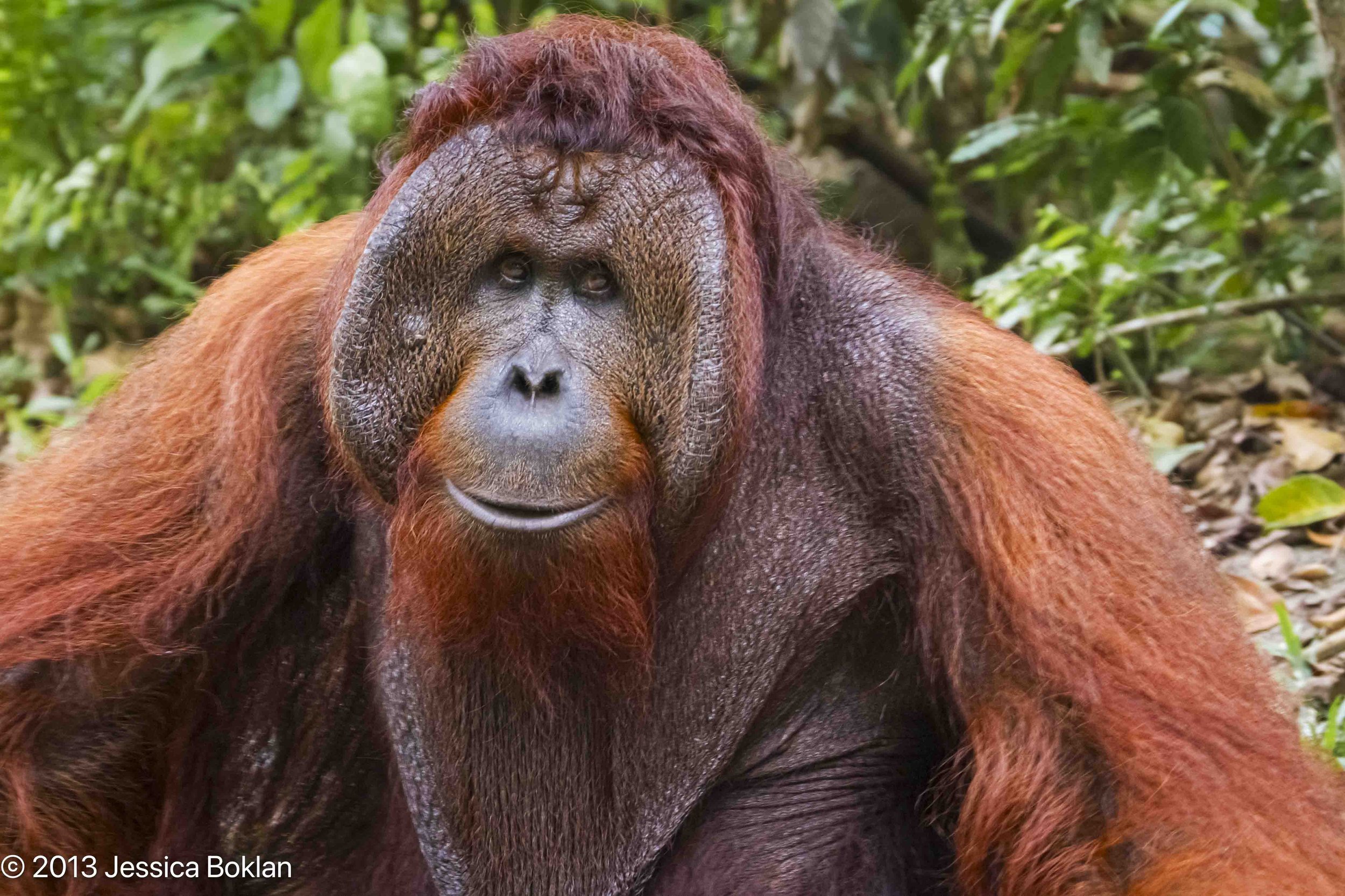 Orangutan