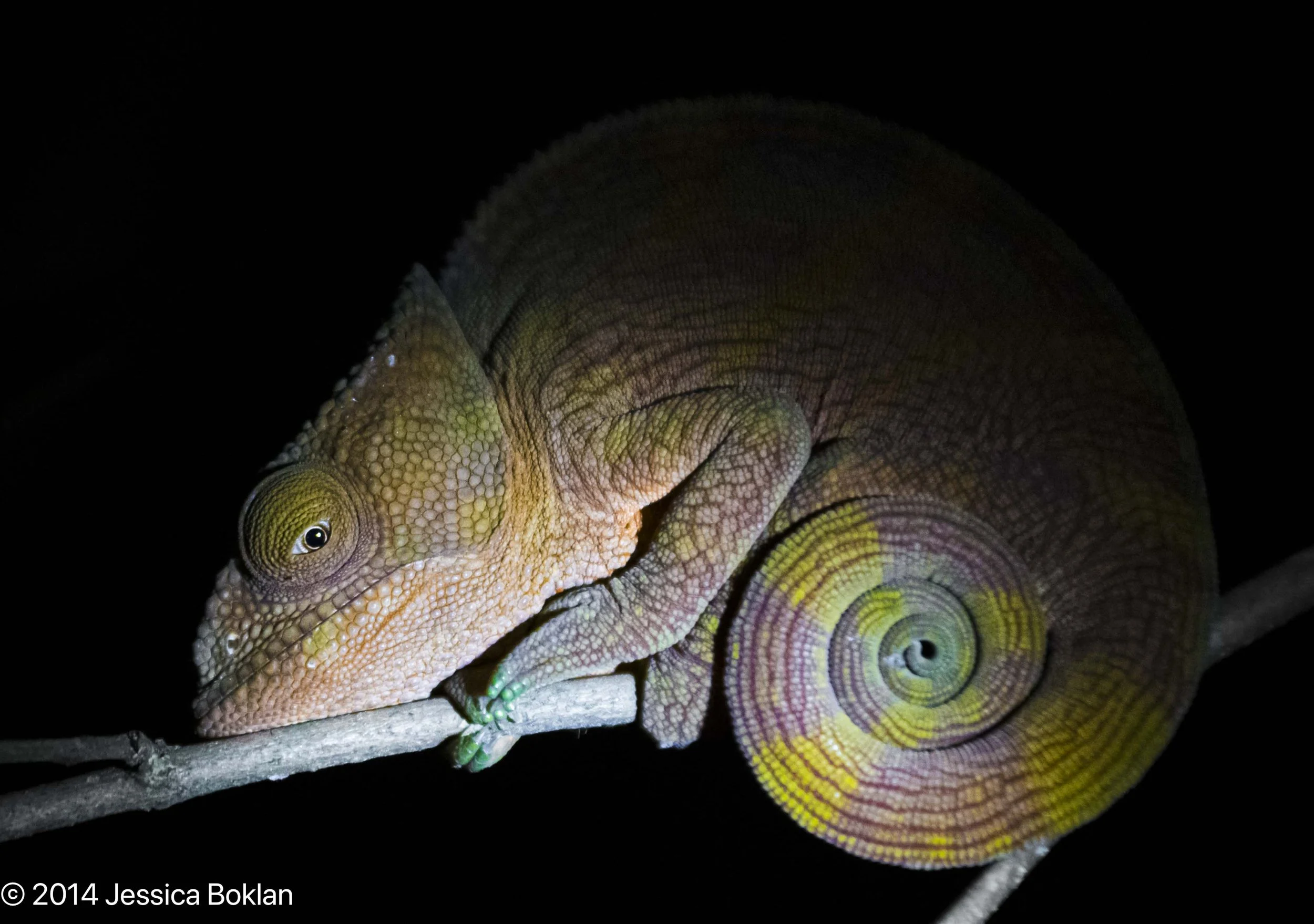 Parson's Chameleon at night