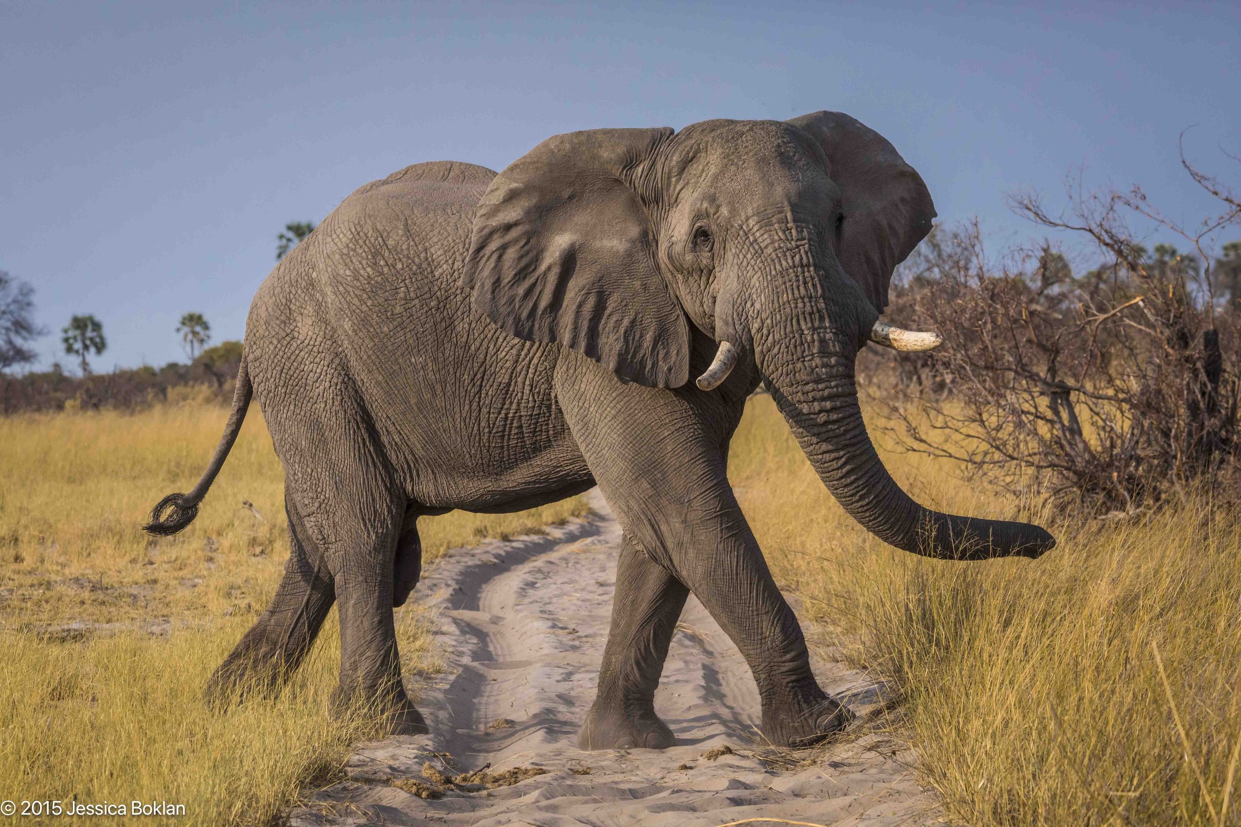 Elephant