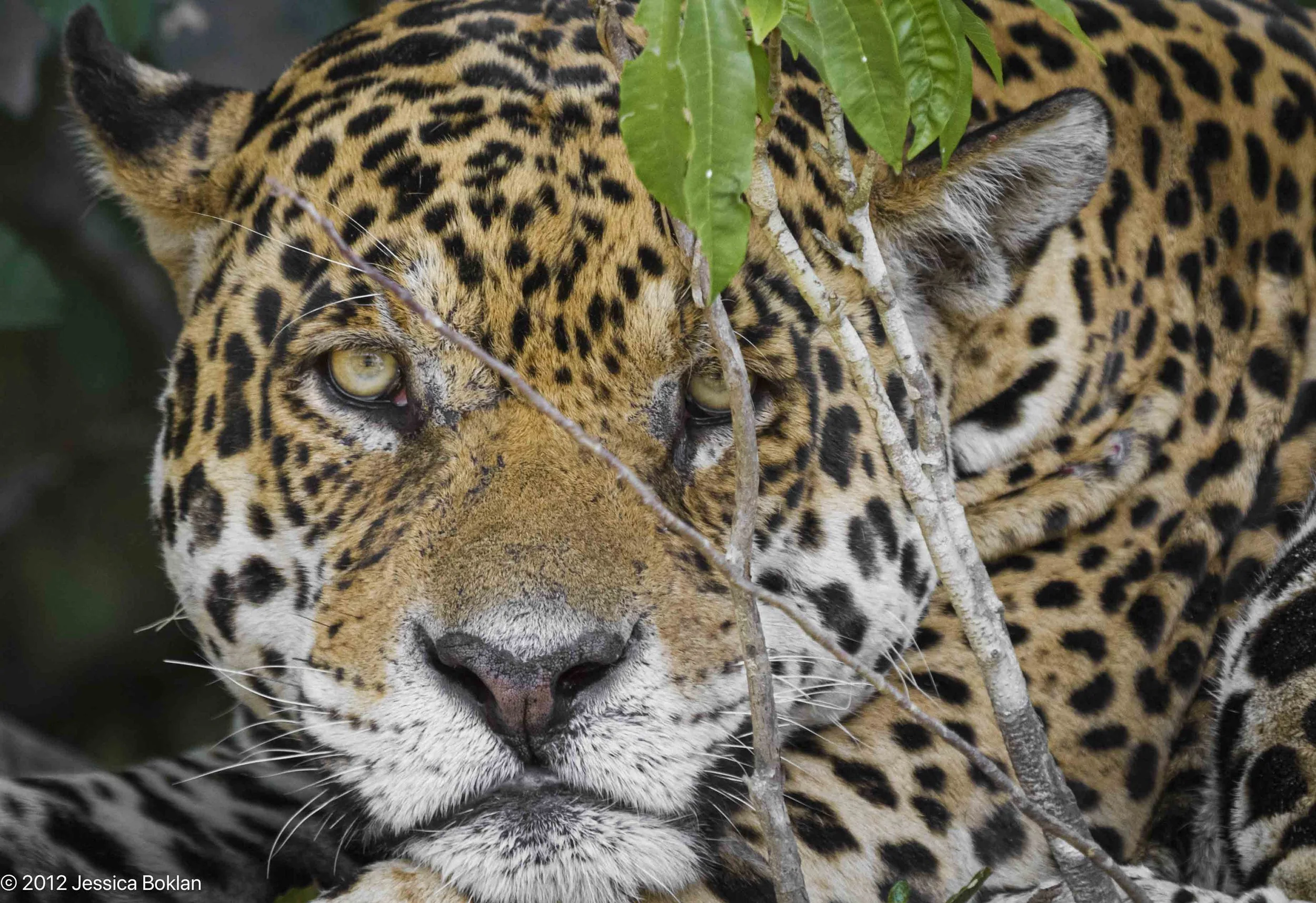 Jaguar