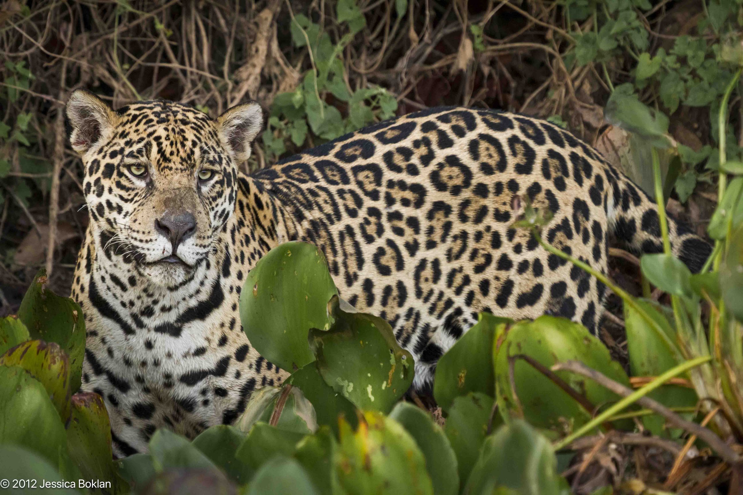 Jaguar