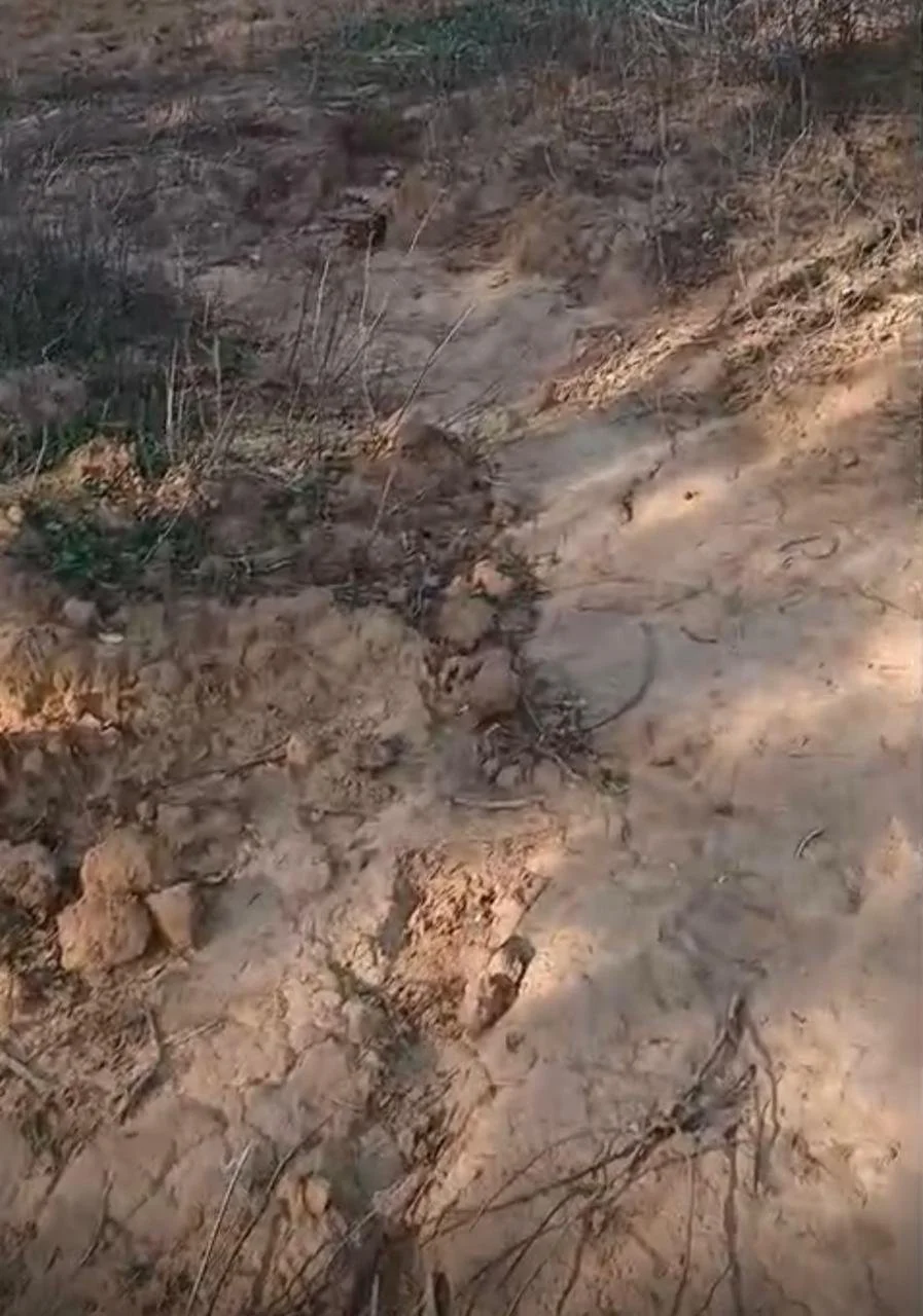 Solo de terra com algumas plantas secas e galhos espalhados, possivelmente em uma área desértica ou de pastagem.