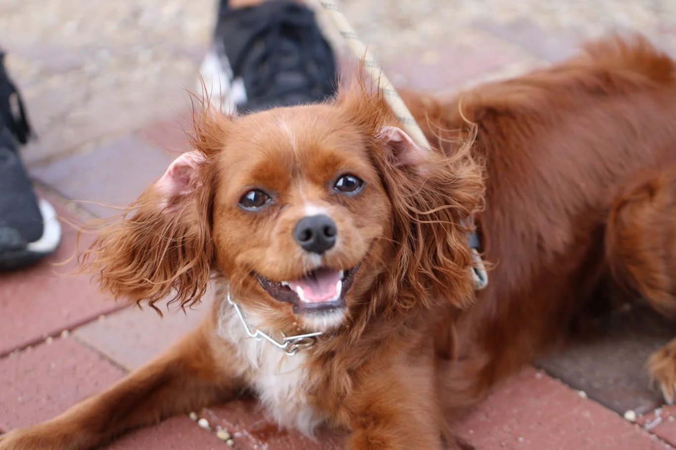 A happy small brown dog with floppy ears lying on a brick sidewalk, looking up at the camera with a smile.