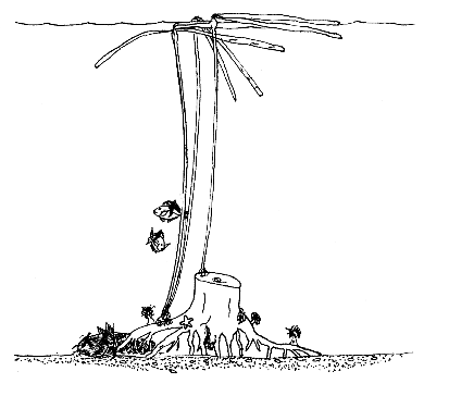 Diving the Stump