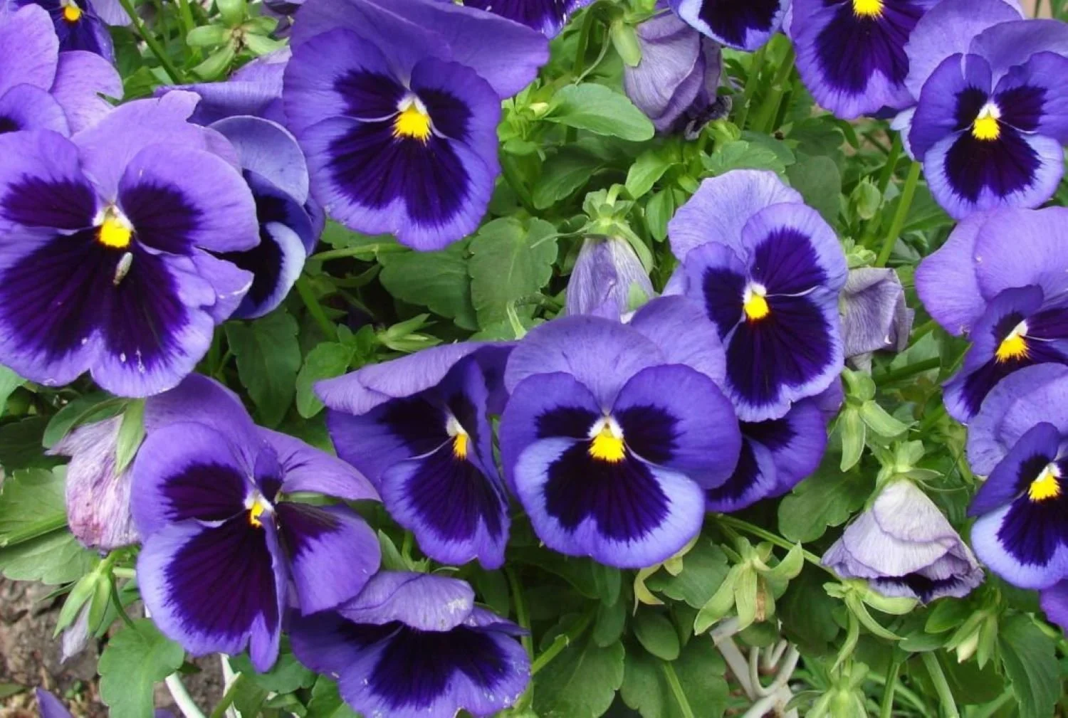 Pansy