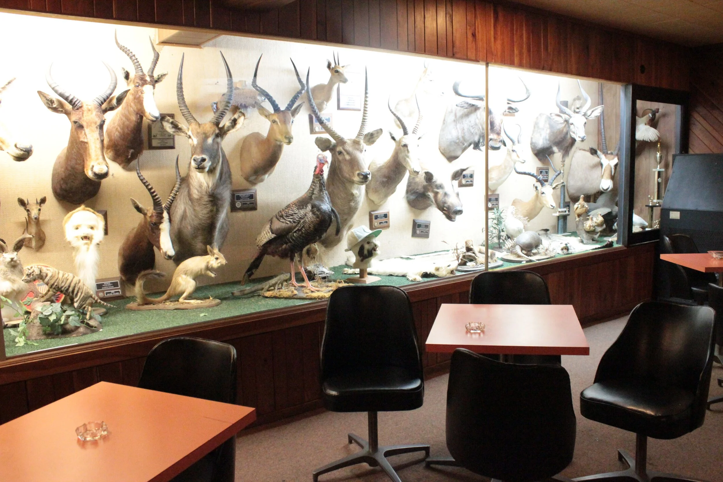 Museum display case with various mounted animal heads, taxidermy animals including a turkey, a hyena, a fox, an antelope, and a deer, along with other animal specimens and trophies.