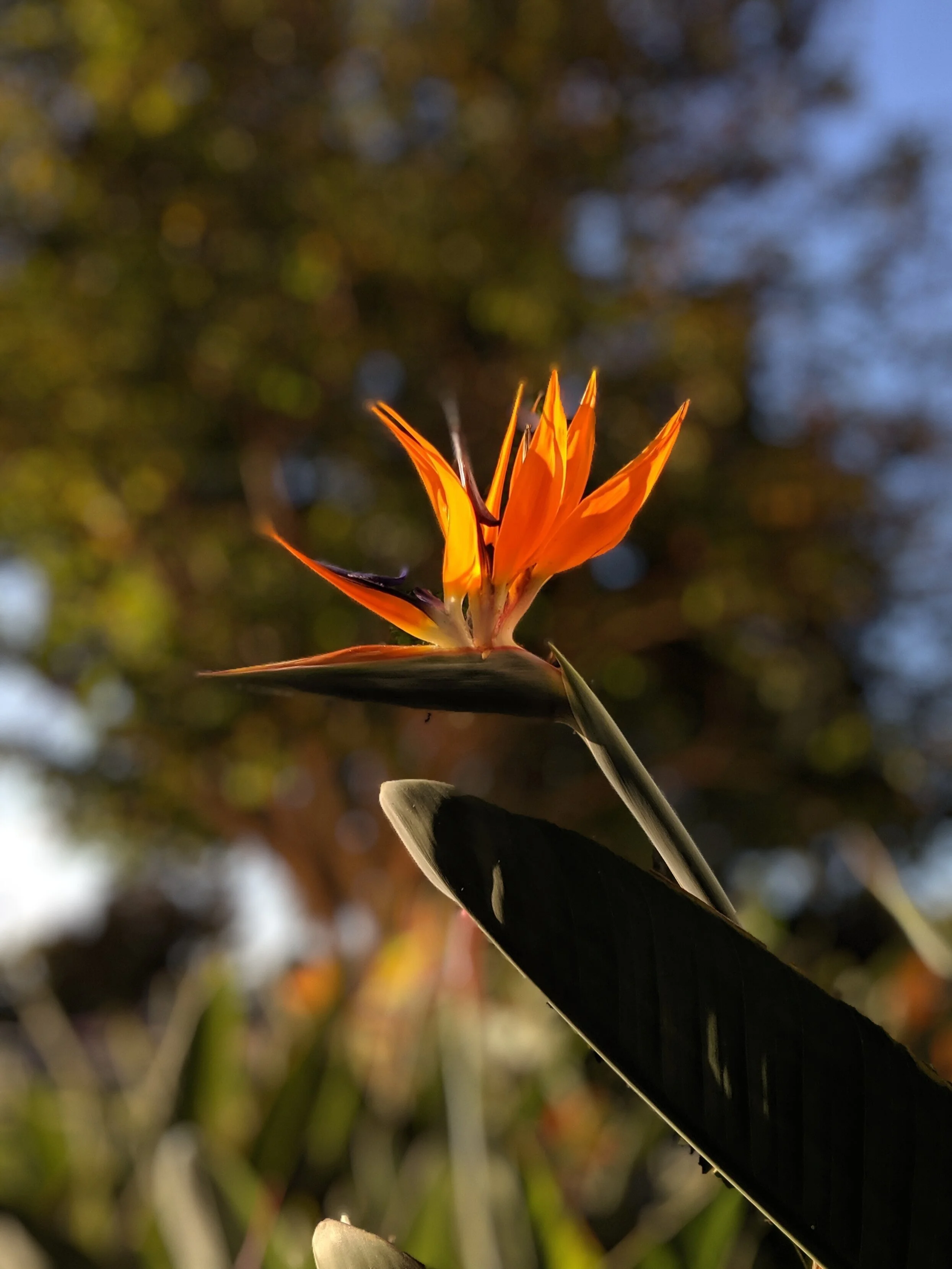 A close-up of a vibrant orange flower with pointed petals and a dark background of blurred trees and sky.