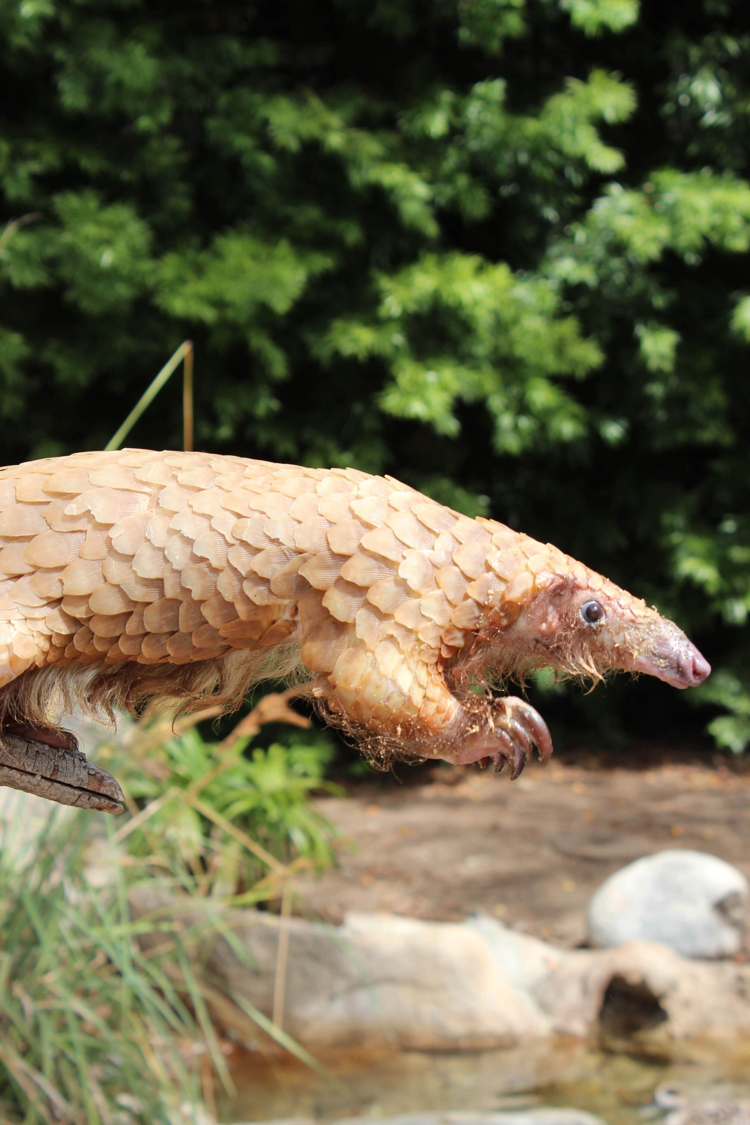 A pangolin walking on a wooden surface with green foliage in the background.