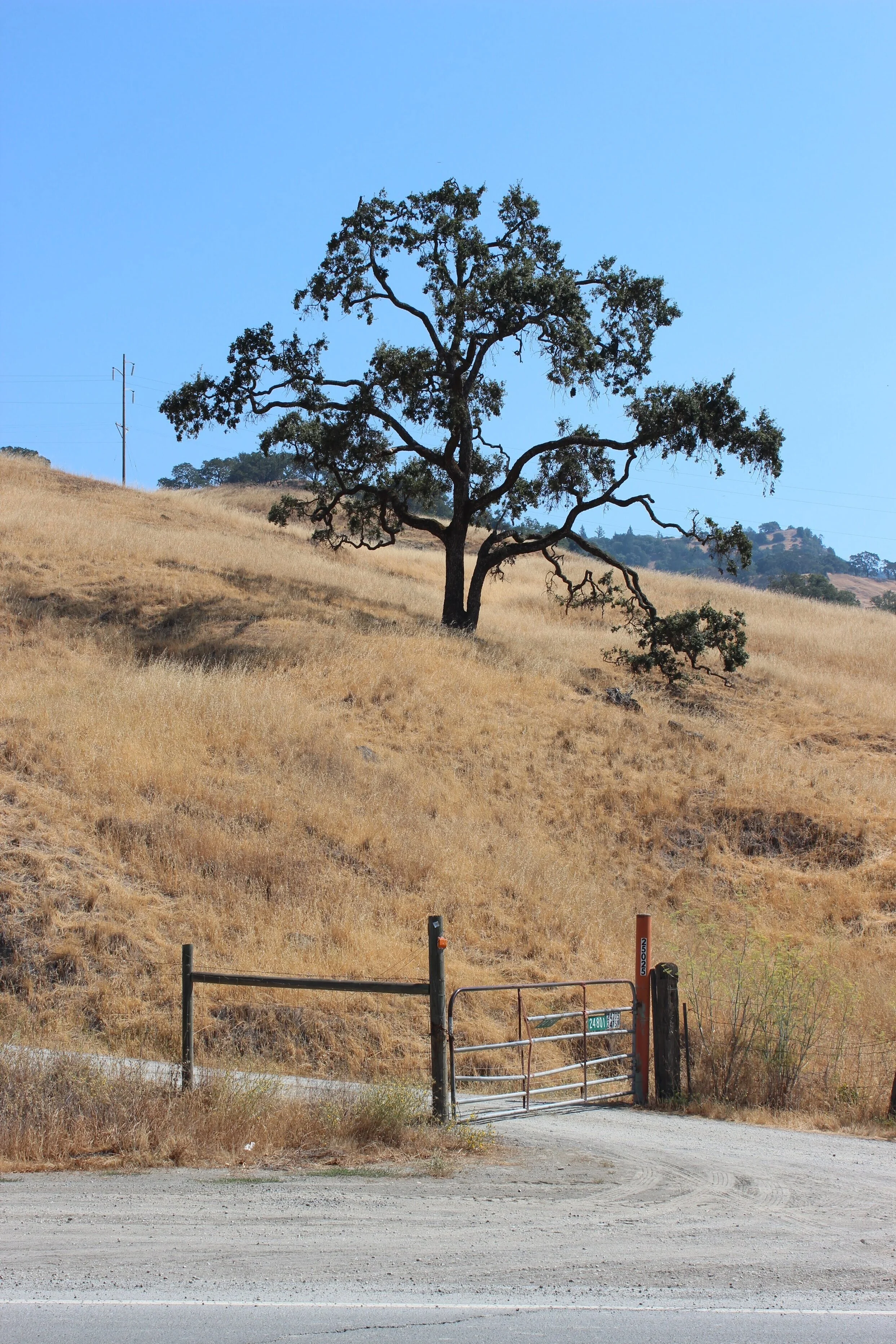 A solitary tree on a dry, grassy hillside with a metal gate at the bottom, under a clear blue sky.
