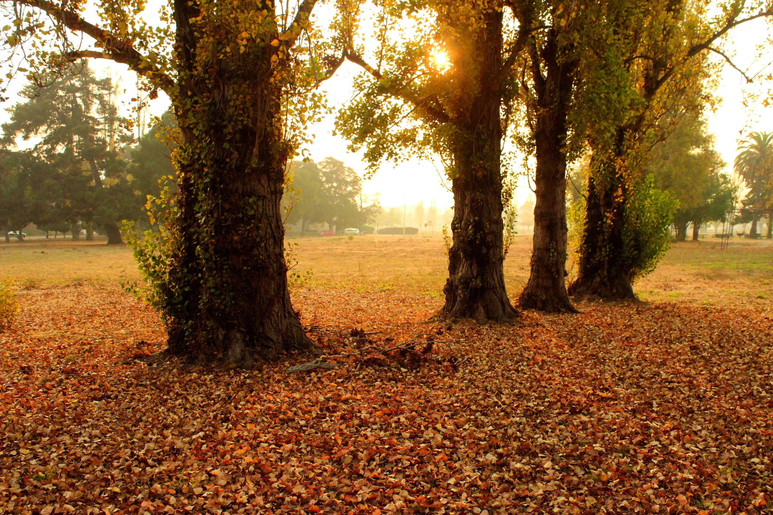 Four large trees with thick trunks and green leaves standing in a park during autumn, with fallen leaves covering the ground and the sun shining through the branches.