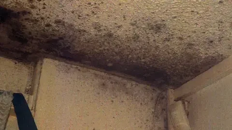 The Real Cost of Mold Damage in Spokane County: What Insurance Covers and What It Doesn’t