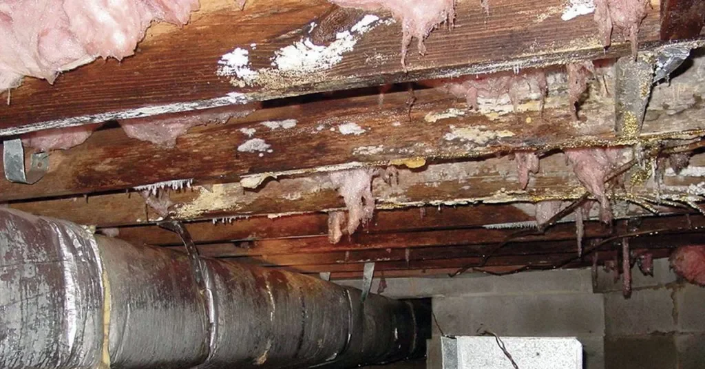 Why Crawlspaces in the Inland Northwest Are a Mold Hotspot (And How to Protect Yours)