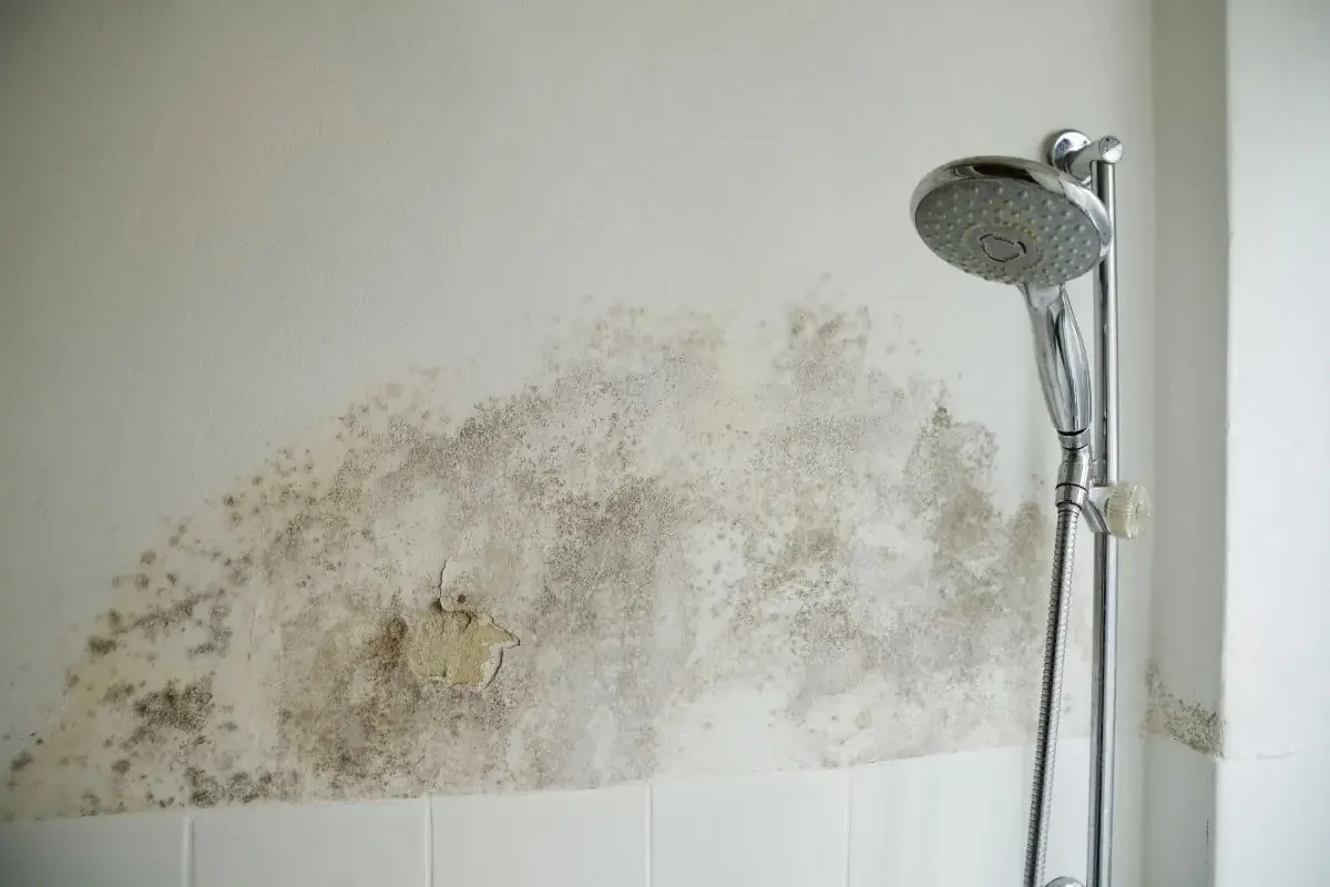 Top 10 Signs of Mold in Spokane &amp; Coeur d’Alene Homes (Before You Can See It)
