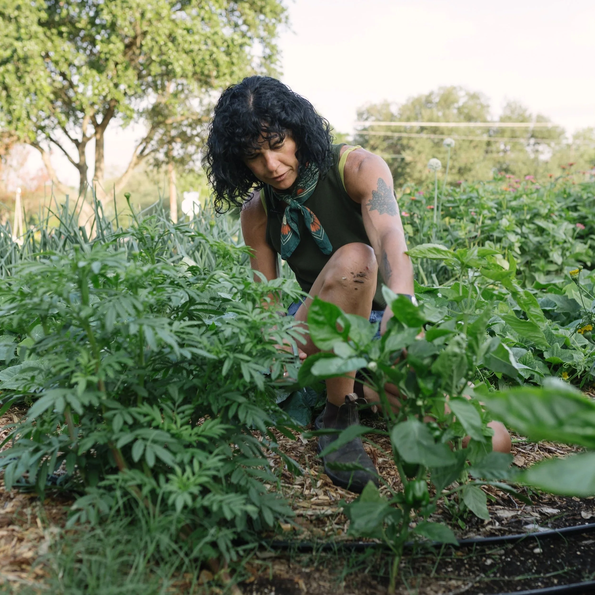 Noonday Farms