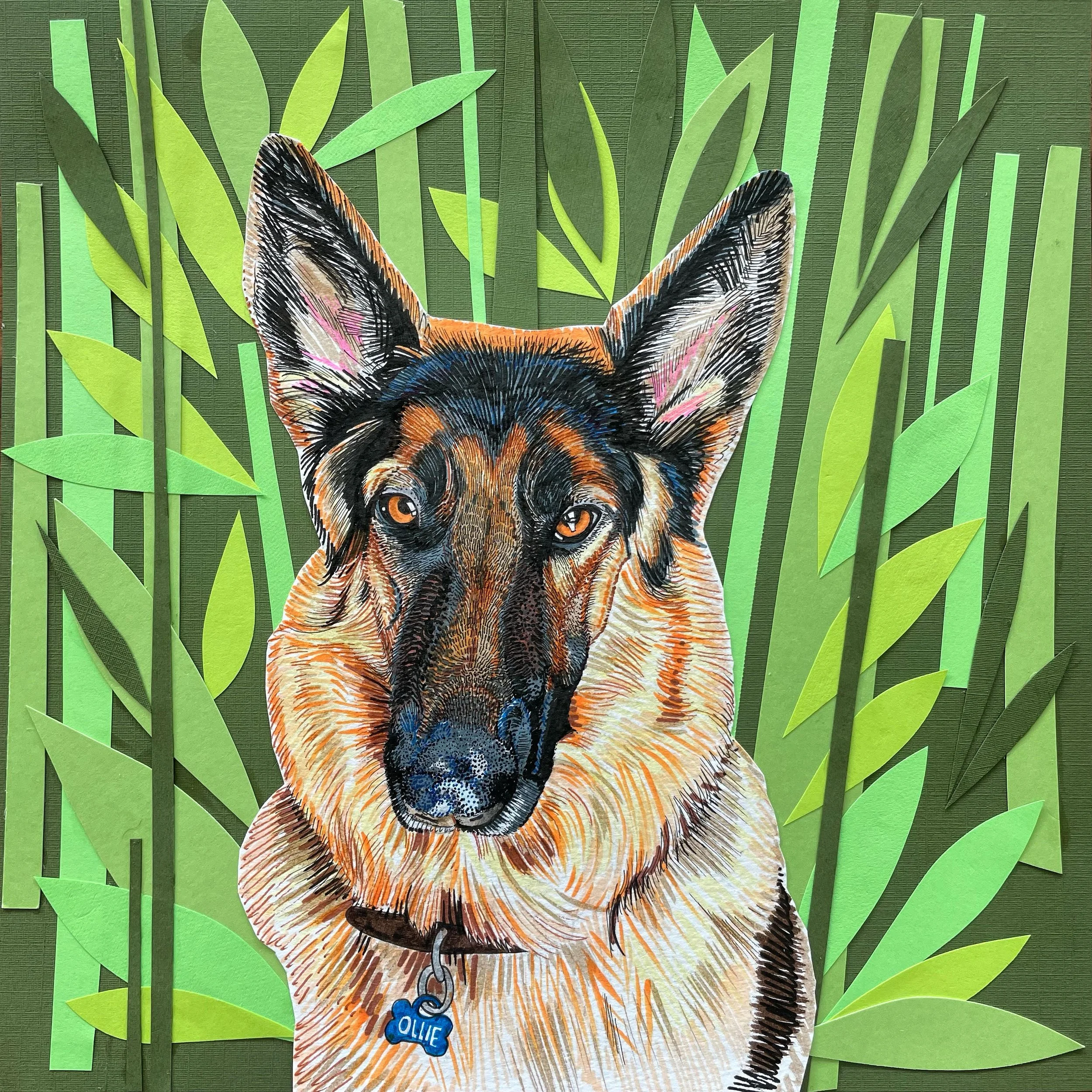 Pet Portraits