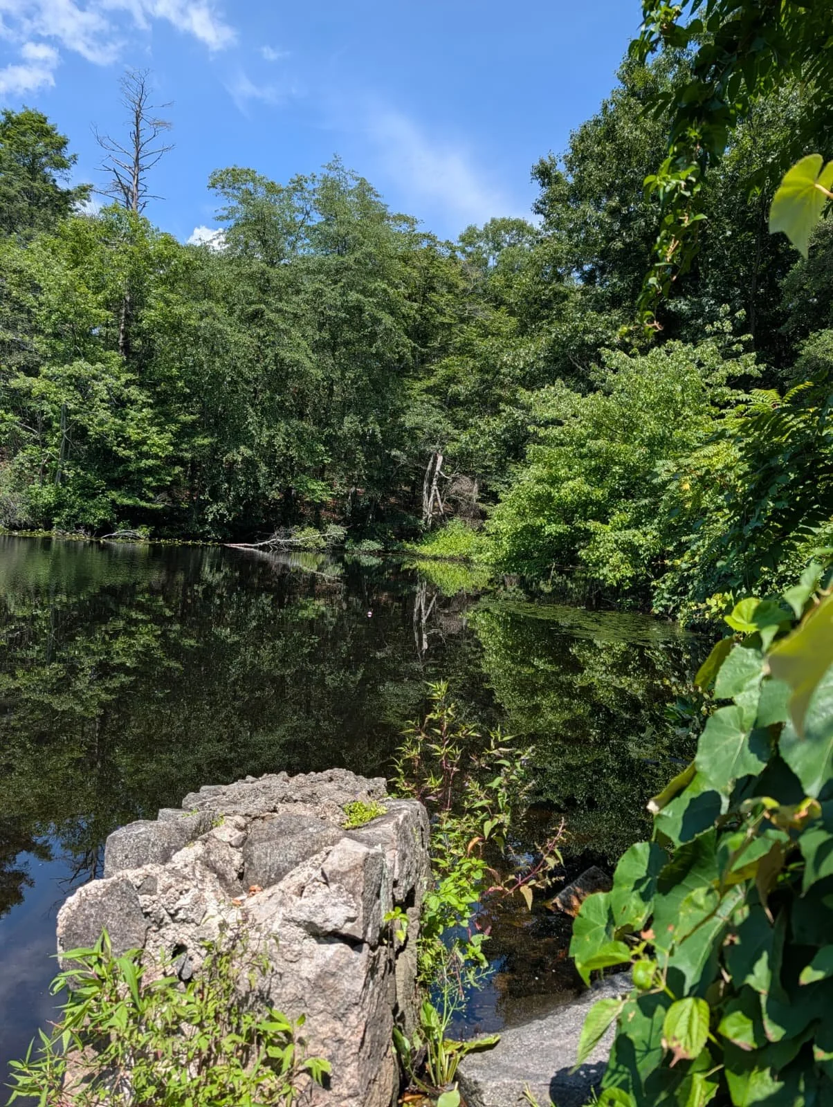 A reflecting river surrounded by lush green trees and bushes under a blue sky with some clouds, with rocks and small plants at the riverbank.