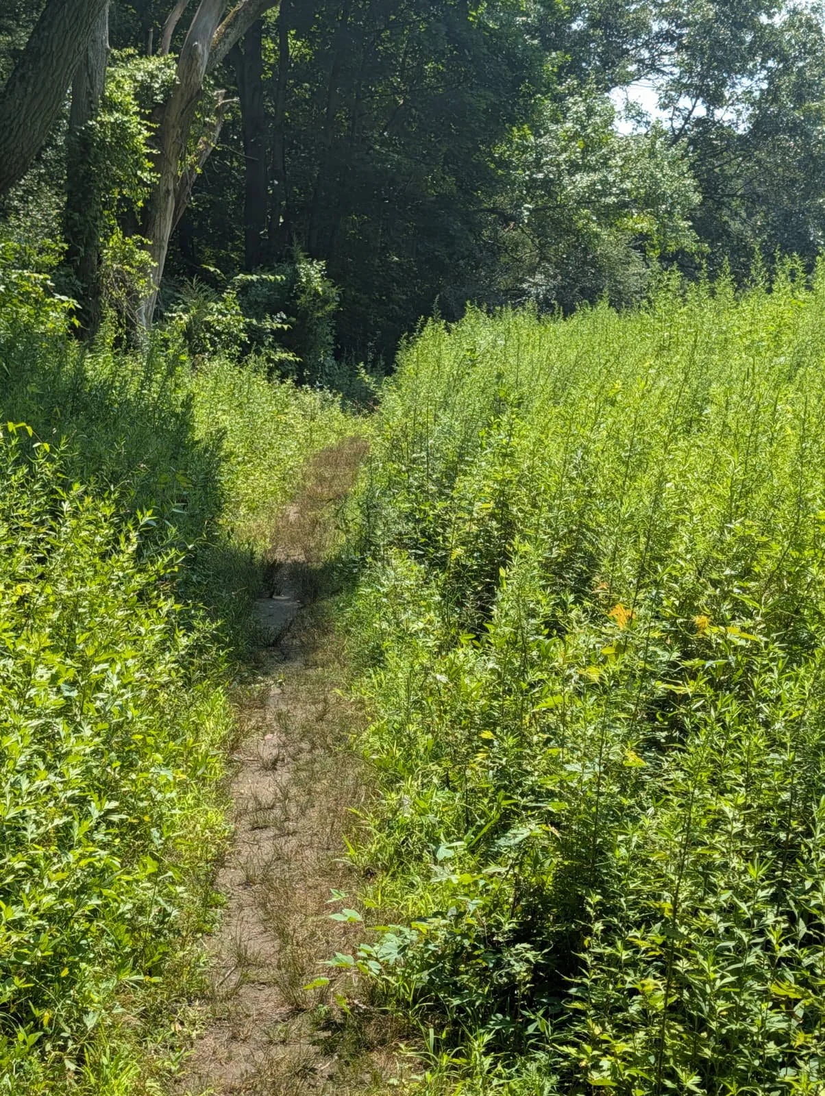 A narrow dirt path cutting through dense green foliage with tall trees and bushes in a sunlit forest.