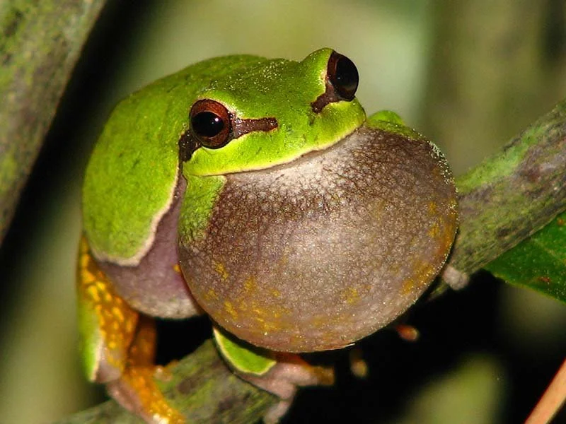 Green frog on branch in New Jersey Pinelands Biosphere Region