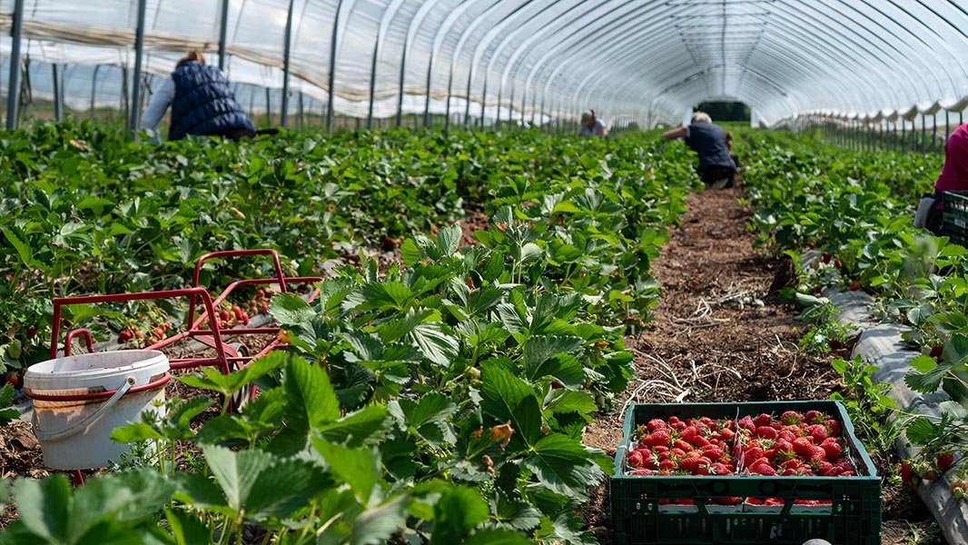 rows-of-strawberry-plants-with-farmers-harvesting-them-in-crates.jpg