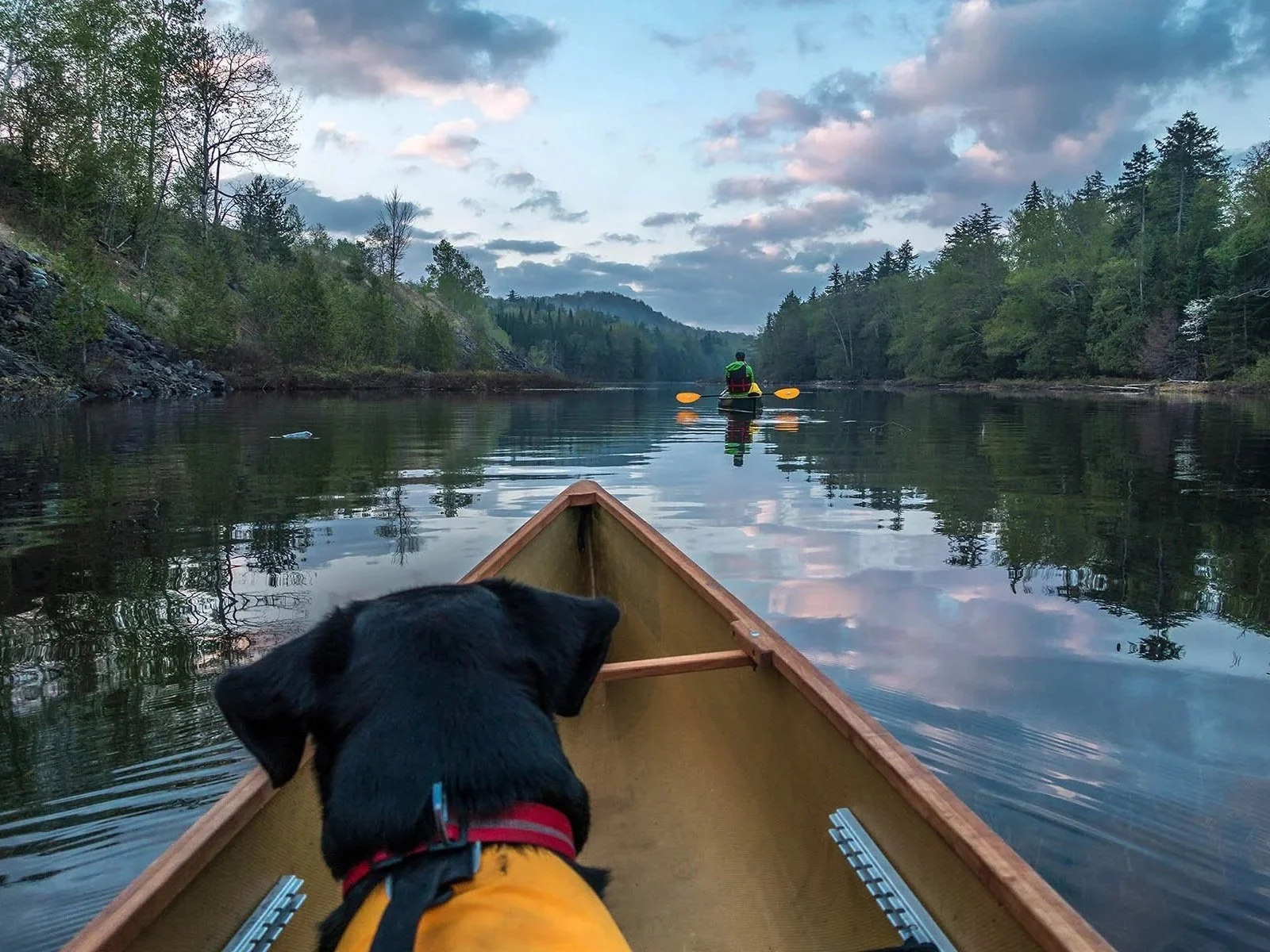 dog sitting in canoe going down tree lined lake in the champlain adirondack biosphere network